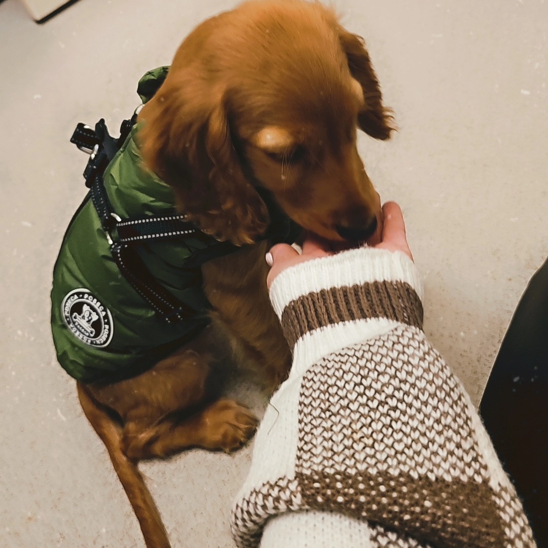 Our new puppy aurora
Completely and utterly in love