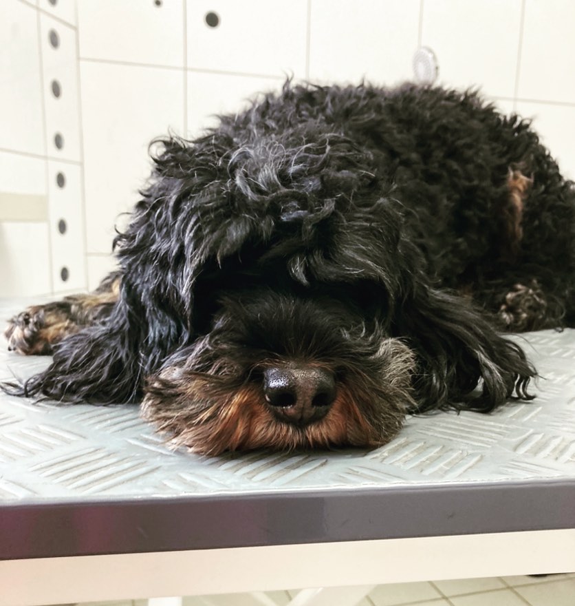 Cockerdoodle-Mädchen-Lilli bekam heute wieder freie Sicht🤩✂️❤️
#cockerdoodle
#vorhernachher
#freiesicht
#frühlingsschnitt🌷😍