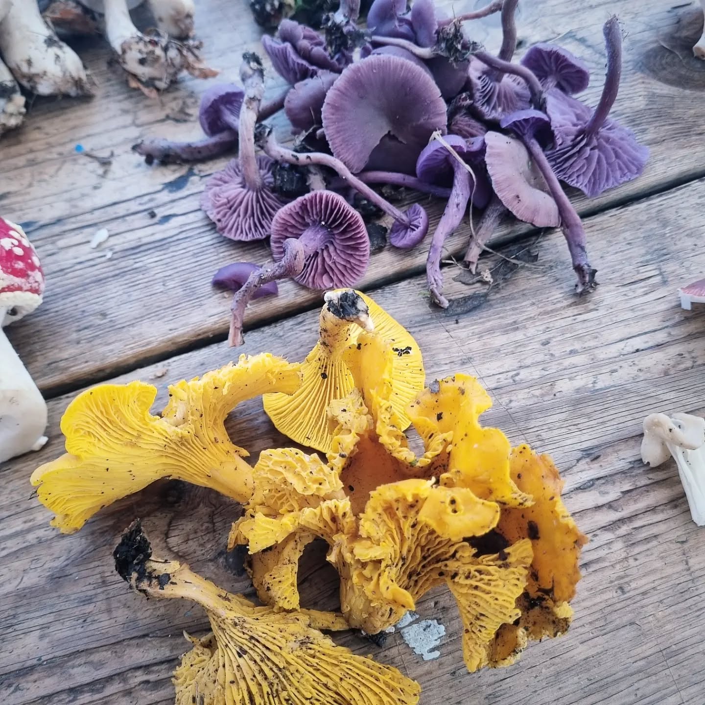 Excellent finds today. Namely, Chanterelle and Amethists. 😋 #mushrooms #mushroomforaging #mushroomhunting #mushroomidentification #mushlove #fantasticfungi #fungi #mushroomphotography