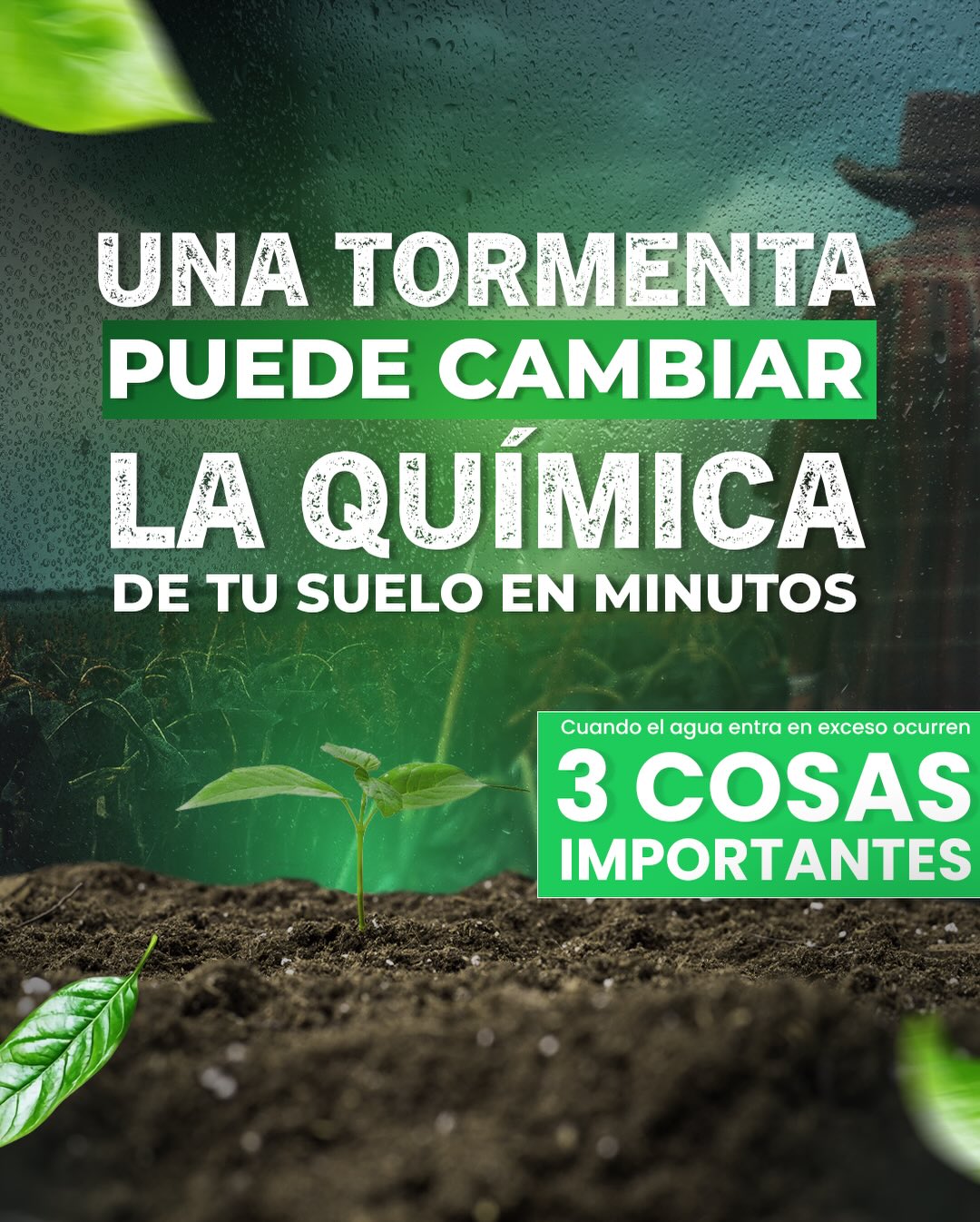 ¿Qué pasa en el suelo cuando empieza la época de lluvias? 🌧️
El exceso de agua cambia el equilibrio del suelo.
Los nutrientes pueden moverse hacia capas profundas (lixiviación), el suelo pierde oxígeno y las raíces absorben menos. Por eso a veces vemos hojas amarillas o crecimiento lento, incluso después de fertilizar.
En temporada de lluvia, el reto no es aplicar más nutrientes, sino ayudar al suelo a retenerlos y mantener su equilibrio.
Soluciones minerales de Zeonatec como Catfertil, MINE-YA, zeolita y bentonita ayudan a mejorar la retención de nutrientes y la estabilidad del suelo.
Cuando el suelo está equilibrado, la lluvia puede convertirse en una ventaja para el cultivo. 🌱🌧️