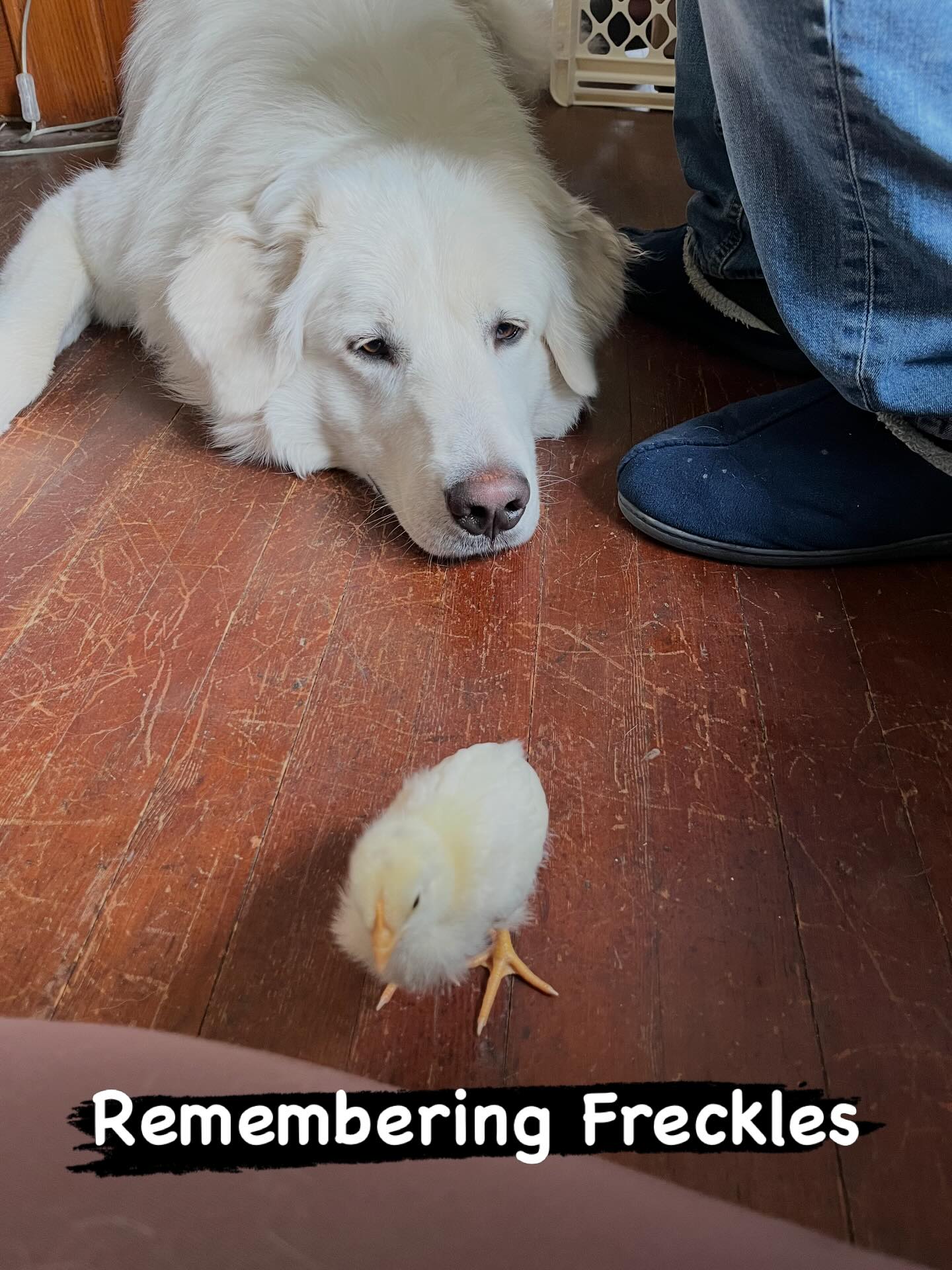 In memory of Freckles our last Blue Azure. Her sister Honeybun was taken from us from some animal that attacked back in November. Freckles we noticed was this past week was not acting herself. We brought her inside to monitor. She stopped eating and eventually drinking despite our best efforts of vitamin water, egg, apple cider vinegar and yogurt. Freckles passed Monday afternoon. In memory of Freckles who was almost a year old. #thistlehousefarm #carefarm #chickens #sweetgirl #blueazure