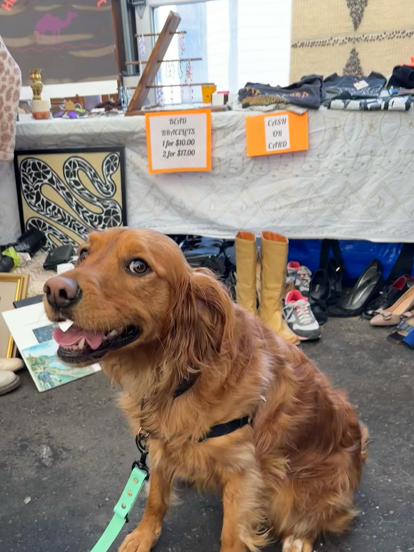 The babies that came and visited us yesterday @yycflea