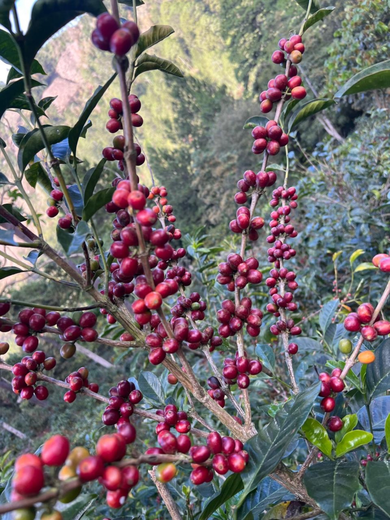 Geisha time!🔥#elgigantecoffee #cosecha2026 #sca