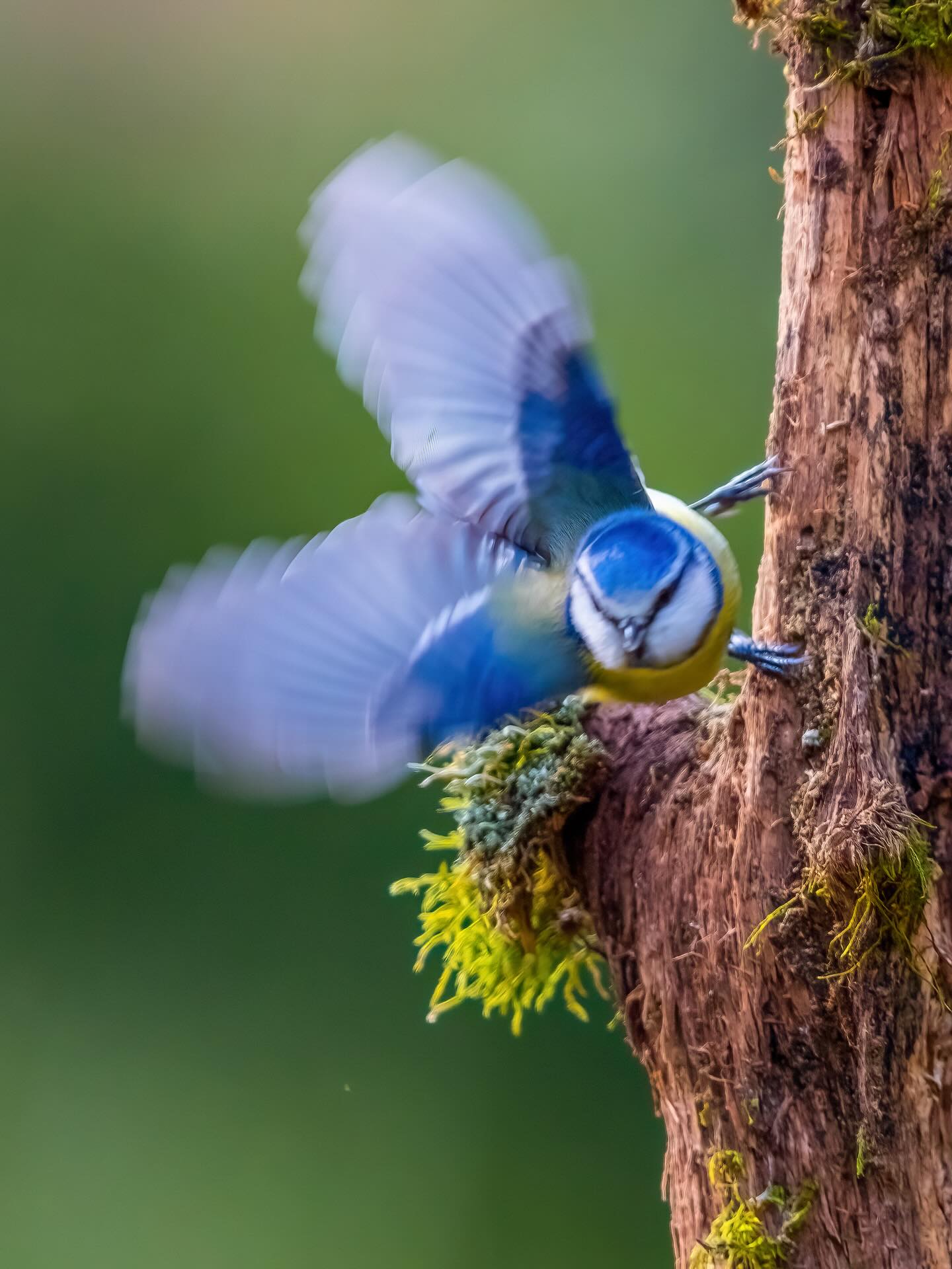 Auf die Plätze fertig los…
Start der Blaumeise mit einem Herz ❤️ Flügelschlag 😊