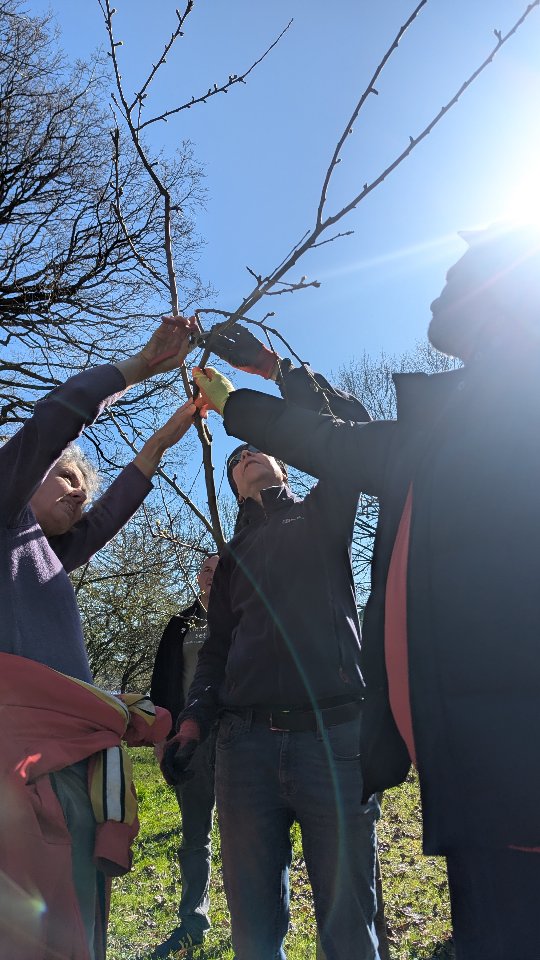 We had a beautiful morning in the almost-Spring sunlight, shining down on the Summerfield Orchard in the Edgbaston Reservoir, where we spent a few hours helping and pruning the apple trees with @friendsofedgbastonreservoir and @warmearthbrum.
They needed a lot of work, but it's all worth it to make sure the trees, where planting began in 2015, continued to live their rooty, fruity lives at the reservoir. Thank you to everyone who came!