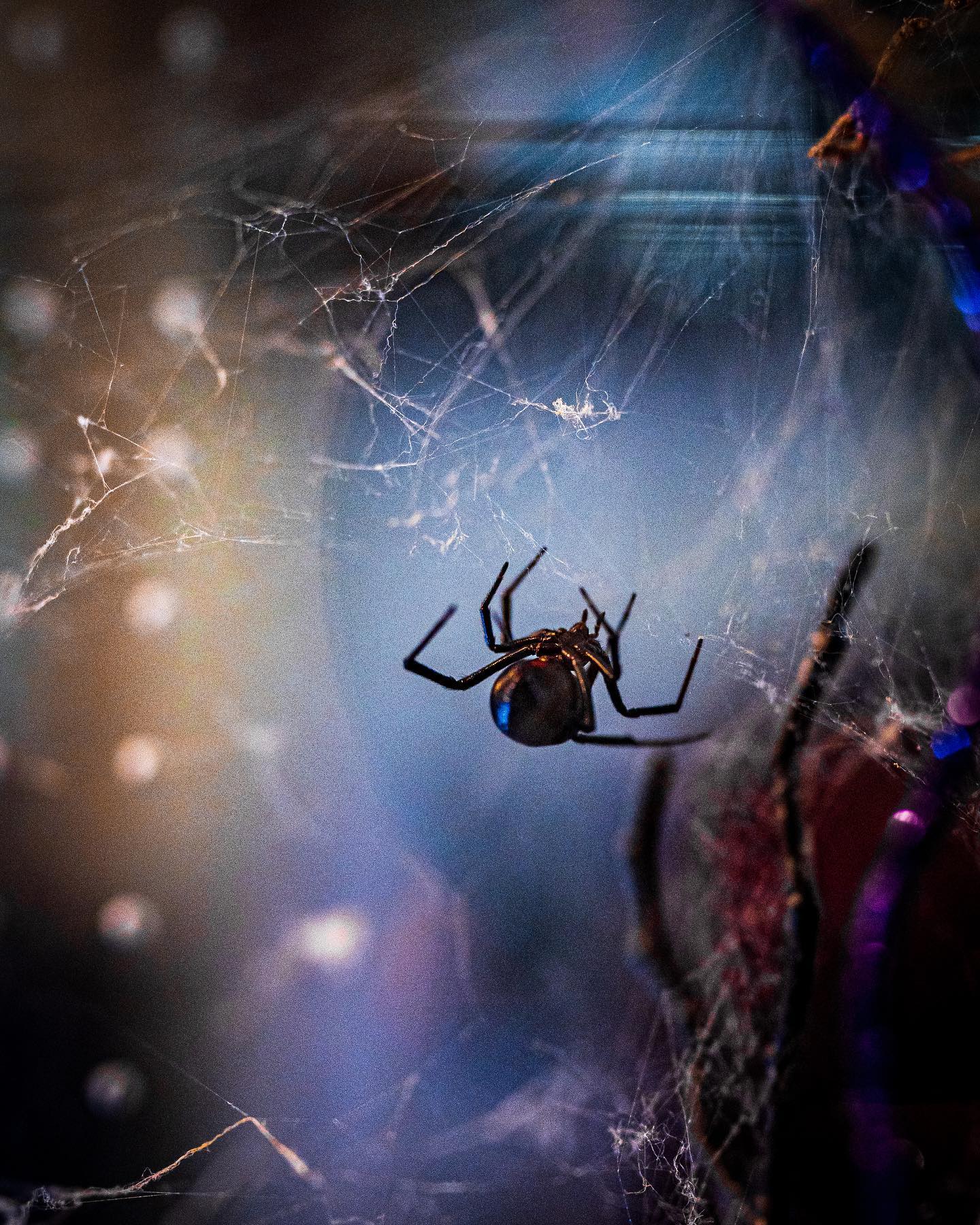 Happy Halloween!!! 🎃
You can thank my dad for why you are looking at spider photos
.
.
.
.
.
.
.
.
#halloween #halloweenphotography #petphotography #spiders