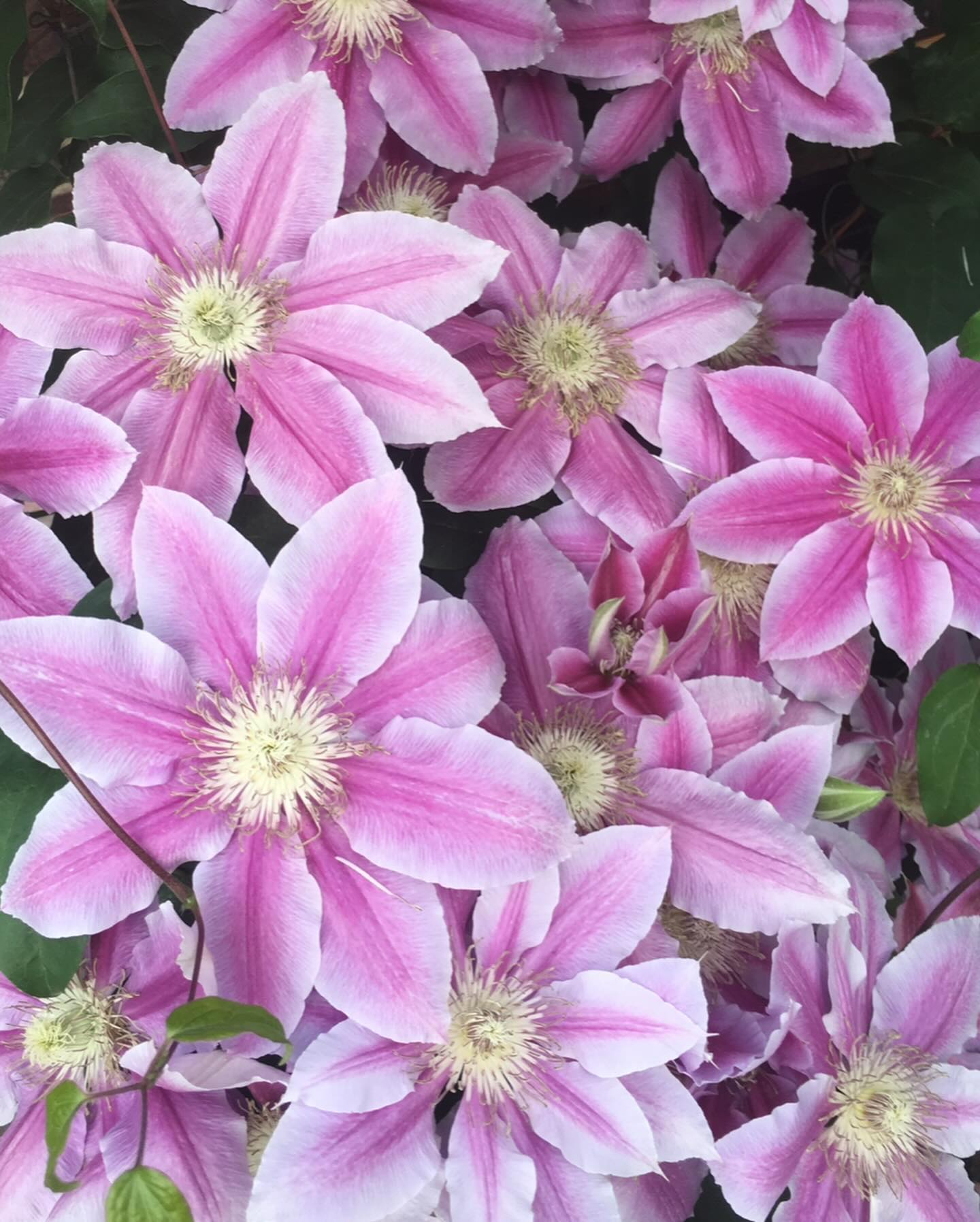 Happy Mother’s Day 🌸🌺💐♥️
Looking for a last mn gift? Stop by @butterfieldnyc (LEX & MAD locations) and get your TonTon’s 😊😘♥️ #bakestagram #bakedgoods #bakedfromscratch #montontonpecan #bakedjoy #fromfashiontobaking