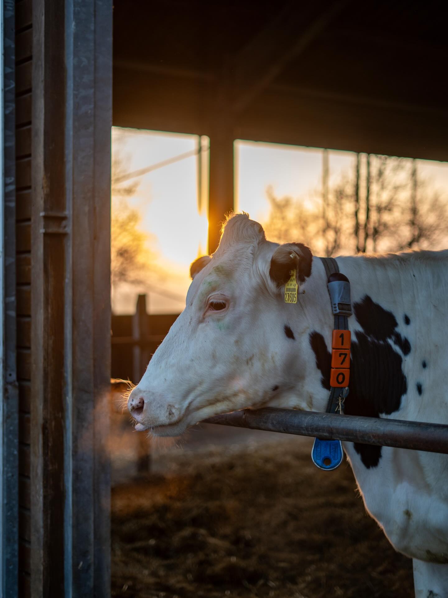 Warum sich Drehtermine um 05:30 Uhr lohnen 🐄🫶