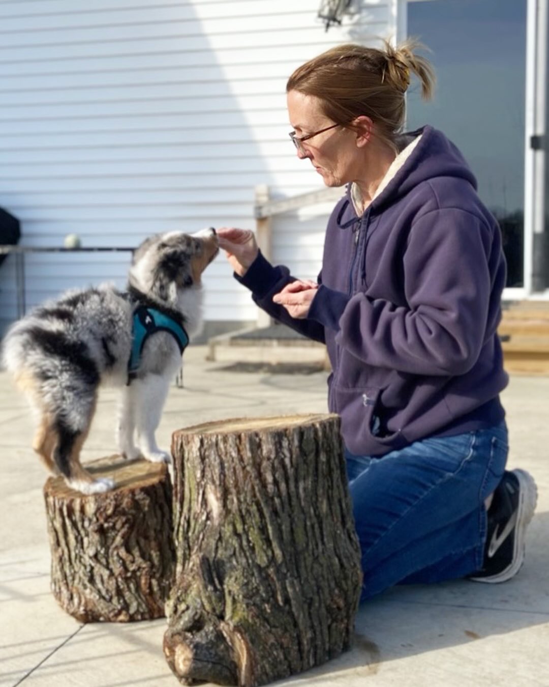 An Aussie’s brain needs a job. Period.
This is why mental engagement 🧠🧩matters so much with Aussies. They are always watching, always learning 🤔 , and always ready to engage. That is a huge part of what makes them so incredible, but it also means we have to be intentional. 👀 A balanced Aussie is not just exercised. They are mentally engaged 🧠 , challenged 🧩, and connected 🥰.
.
.
.
#aussietraining #miniaussiepuppy #puppyenrichment #puppytrainingtips #newaussiepuppy