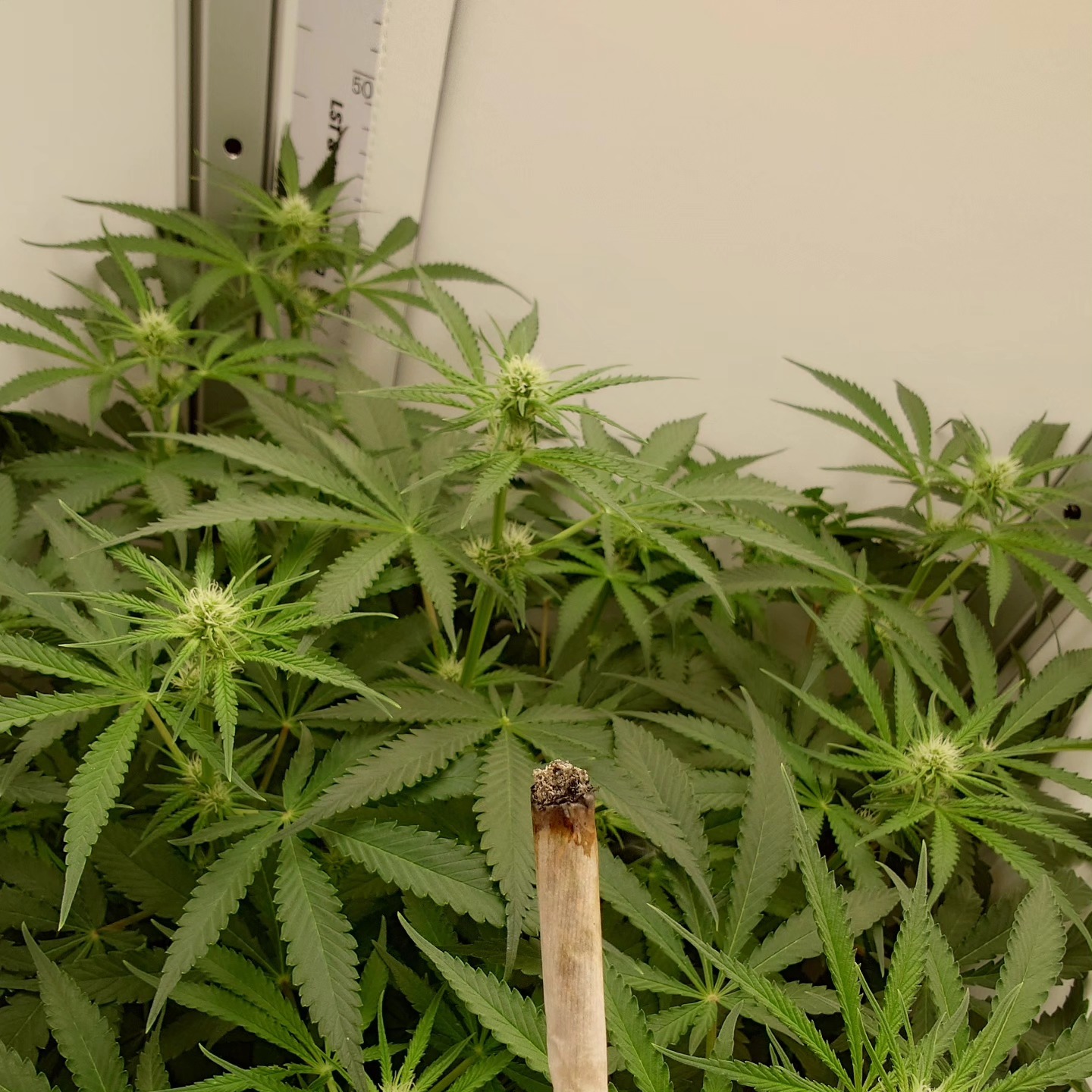 Good morning breeders, growers and consumers.
We are testing our 2025 strains and they are growing like magic. This strain is week 2 of flower, ready mid January.
Many more strains are being tested before we bring to market.
We choose the best genetics companies and best strains so you don't have to.
We cannot wait to share what we have planned for 2025.
-----> KushKiez <-----