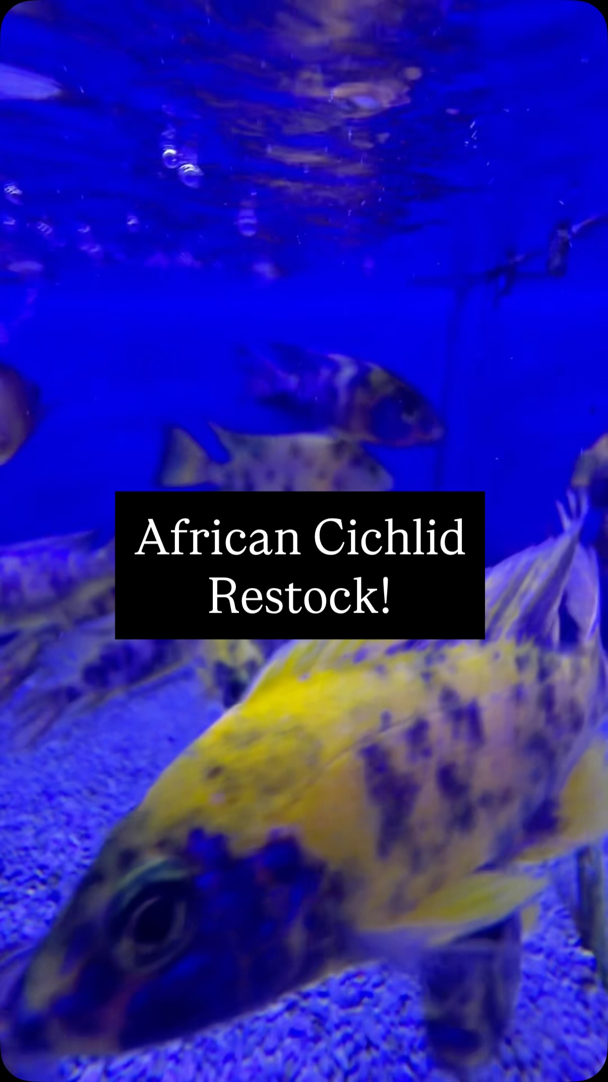 Ever wonder what it takes to get fish into the store?
From airport pickup ✈️ to careful acclimation 🐟. These African cichlids just made the journey and are now settling into our tanks. #africancichlids #aquariumhobby #fishtank #charlottenc #undertheseanc