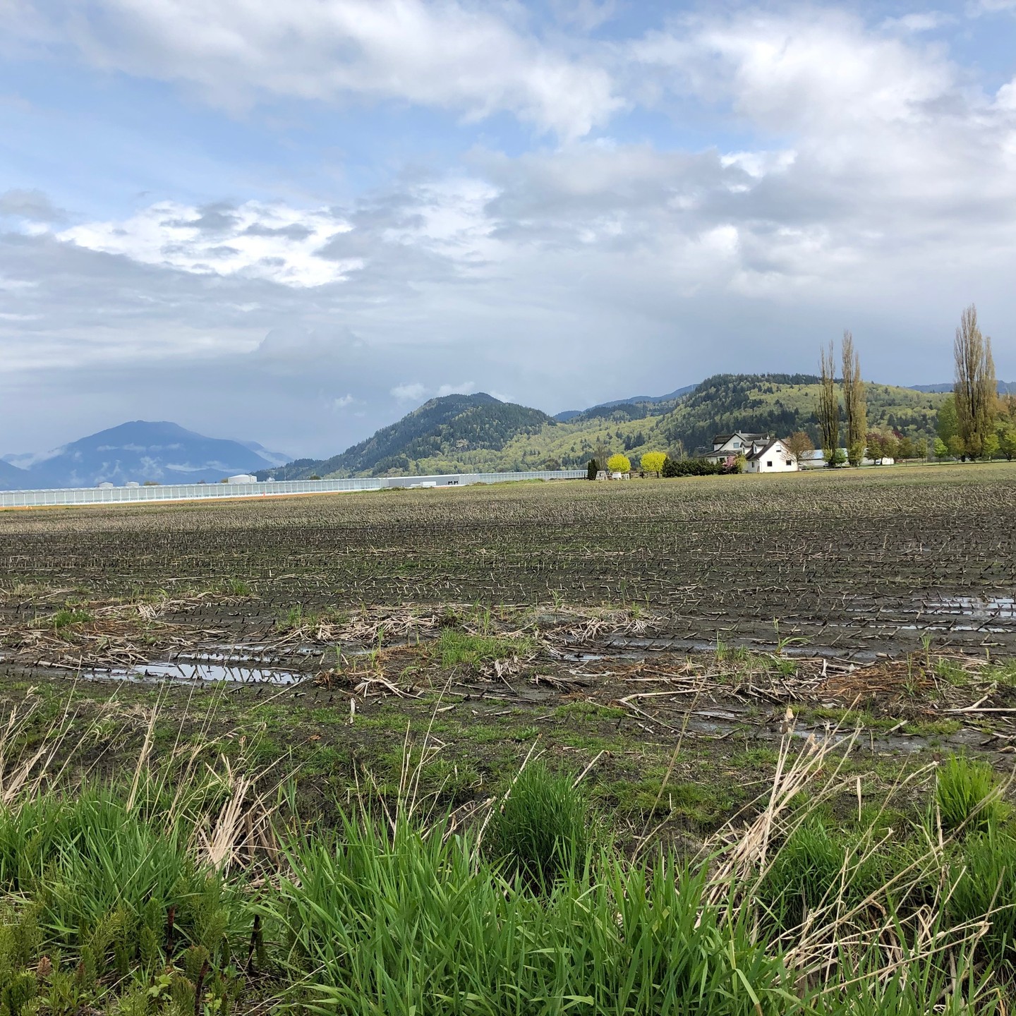 Late spring in Abbotsford… and hoping the strawberries get off to a good start!
Yesterday we joined the vendor line-up at @vanmarkets Mount Pleasant Farmers Market and what a great day it was! 😁The rain held off, the sun shone through the clouds and Laura and her market staff got everyone efficiently organized.
A very big Thank You 🙏to all our new customers, who happily sampled this season’s newest product, rhubarb ginger jam: we sold out! And many thanks to my lovely fellow vendors for encouraging me to provide samples: Sarah @kasanhifinefoods and Bryan @therawkalechipguy.
It was a pleasure to make new vendor friends too: Stephanie of Casa de Nata. I am so grateful for the kindness and generosity of the farmers market community here in the Lower Mainland of BC. ❤️
It’s been a busy month of May with several floral spring shows #sogetsuvancouver and #vancouverikebana occupying my time, so I’ve been a little slow to post for Epicure Preserves. Nonetheless, here we are, launching into June… yikes, halfway through the year!!
Great news: we will join the summer vendors lineup @vanmarkets at Riley Park this Saturday June 4th from 10:00 – 2:00. And we’ll be there again June 11th and 25th, all Saturdays.
We are also booked for Mount Pleasant June 12th and 19th (Father’s Day specials) as well.
On Sunday June 5th and 26th we will be back at #Coquitlam Farmers Market.
Come on out and #supportlocal, we’d love to see you!
#coquitlammarket
#BCfarmersmarkets
#yougottabehere
#farmtotable