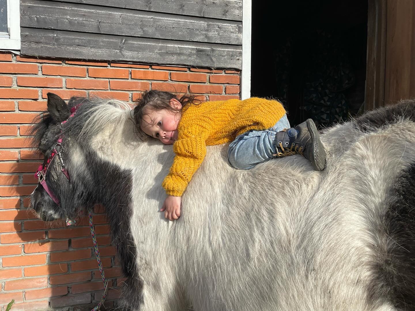 Natuurlijke stalling voor een aantal lieve pony’s
Op onze recreatieboerderij hebben wij plek voor een aantal pony’s, shetlanders of kleine paarden in onze grote inloopstal met ong 1,5 hectare aan weilandjes, veel bomen en schaduwplaatsen, een track en buitenbak. Onbeperkt (droog) hooi en stro.
We zijn vooral op zoek naar iemand op een natuurlijke manier met z’n paarden omgaat. De paarden in een kleine kudde, altijd naar buiten kunnen, 24/7 weidegang, als het te nat is een verharde uitloop en de bak. Wil jij je paarden vooral een plek geven om lekker paard te zijn en waar ze worden overladen met aandacht van onze gasten, veelal kinderen, die graag de paarden aaien? Dan is dit je plek.
DM voor meer info! Wie weet tot ziens!