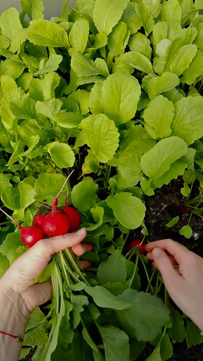  V týchto dňoch sme vo veľkom sadili reďkovku. Aby sme udržali krok a kvalitu, používame na presné siatie túto našu sejačku.
Ak nám bude počasie priať a slniečko to potiahne, onedlho sa budeme tešiť z prvej červenej úrody – či už priamo do vašich balíčkov, alebo u nás na stánku v Starej tržnici!
Kto z vás sa už nevie dočkať prvej jarnej reďkovky z farmy?
#dreamfarm #radish #sezona2026