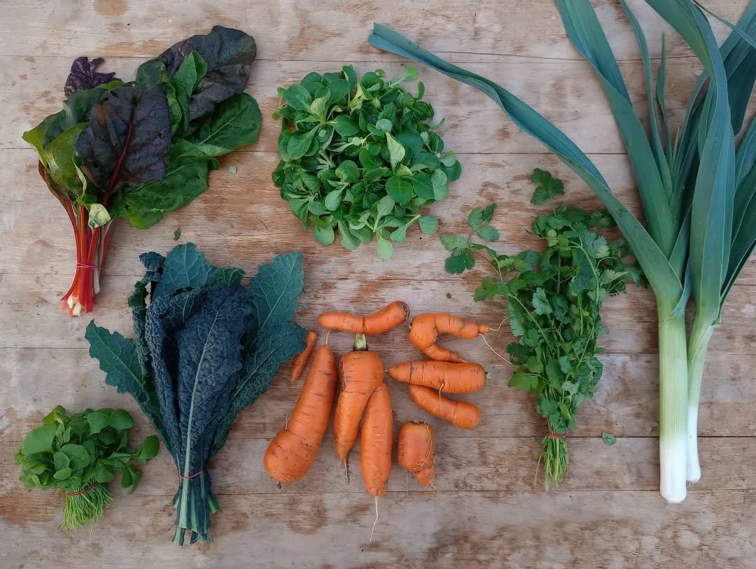 Vorletzte Kiste des Jahres☺️🍂
Und nicht vergessen: Die Anmeldung für die nächste Saison ist offen!! Sichert euch schnell einen Ernteanteil für ein gesundes Jahr 2024 🥬🥕💚
#gemüsekiste #gemüsekisteheidelberg #solidarisch #solidarischelandwirtschaft #womenwhofarm #supportyourlocalfarmer #wildraum