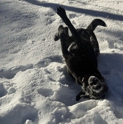 Snow angels: canine edition! โ๏ธ
#dogrolling #snowdog #funnydog #wintergames #WoofHoofMew #morrisoncolorado #evergreencolorado #conifercolorado #petsitting #petsitter #dogsofcolorado