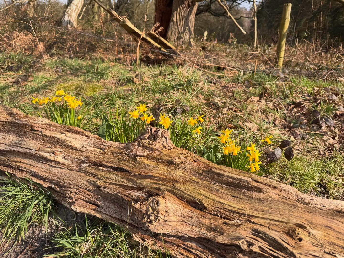 The 𝟏𝟓 𝐌𝐢𝐥𝐞 𝐖𝐚𝐥𝐤 𝐒𝐞𝐫𝐢𝐞𝐬 and 𝐆𝐢𝐯𝐞 𝐔𝐬 𝟐𝟎! 𝐒𝐞𝐫𝐢𝐞𝐬 are now fully launched for the whole of 2026 and the response has already been incredible! 🙌
I currently have lots of people on the waitlists for several of the walks, which shows just how popular these distances are with the YTO.
If you’re thinking about joining any this year, my best advice is 𝐠𝐞𝐭 𝐛𝐨𝐨𝐤𝐞𝐝 𝐨𝐧 𝐞𝐚𝐫𝐥𝐲 𝐭𝐨 𝐚𝐯𝐨𝐢𝐝 𝐝𝐢𝐬𝐚𝐩𝐩𝐨𝐢𝐧𝐭𝐦𝐞𝐧𝐭 as many of these events fill up quickly.
🥾 𝟏𝟓 𝐌𝐢𝐥𝐞 𝐖𝐚𝐥𝐤 𝐒𝐞𝐫𝐢𝐞𝐬
https://www.yorkietalkies.co.uk/15mile-walk-series
⛰ 𝐆𝐢𝐯𝐞 𝐔𝐬 𝟐𝟎! 𝐒𝐞𝐫𝐢𝐞𝐬
https://www.yorkietalkies.co.uk/giveus20
Whether you’re stepping up your distance or taking on a proper endurance challenge, these walks are a brilliant way to push yourself while enjoying some of the best routes around.
#getoutside #YTO #guidedwalks #walking