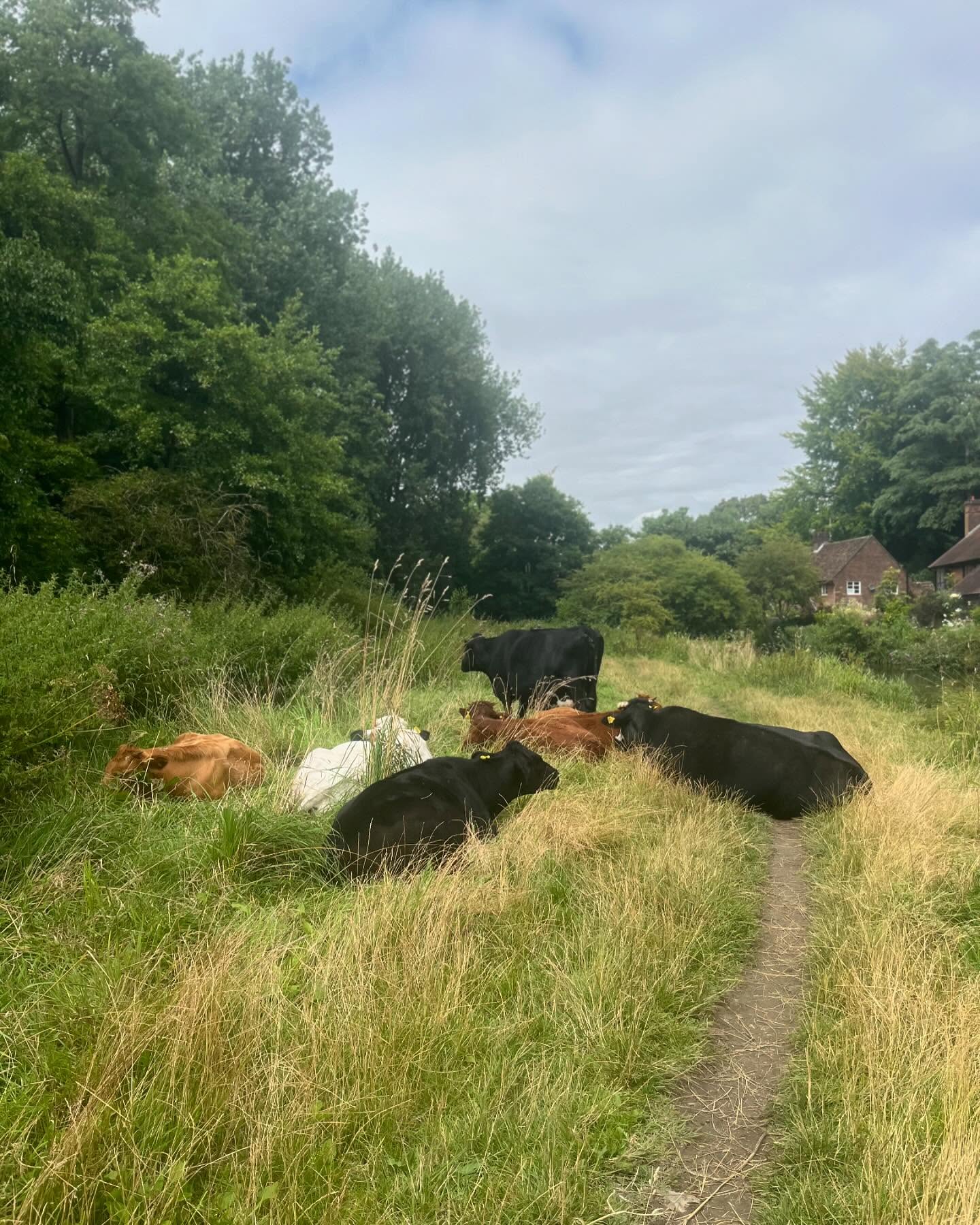 lunch break stroll slice
@thepumphouse_winchester style
often hard to make time for
a reminder of the gifts that await when we do
gratitude that keeps on giving
to live & work where i do
shifting monday infused anxiety & fear
to connection & inspiration
both human & non-human
work for yourself & feeling lonesome?
feel like you need a screen break?
gentle insta neighbourhood reminder for us all
connect with or find a place to be with tribe
and get outside
d o • i t
#natureconnection #ecotherapy #ecopsychology #nature #summer #hampshire #coworking #lunchbreak #slowdown #slowmovement #movement