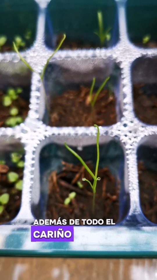Así nace una Angélica Olisatum (Angelica archangelica). De Noruega a nuestra huerta.
#angelica #olisatum #norwayplants #huertomedicinal #medicinadelamadretierra