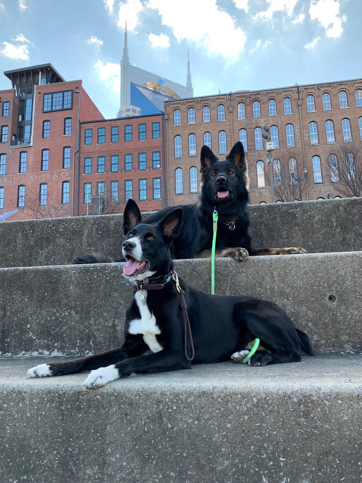 Spring sun hits different when your dog gets to experience it fully ☀️🐾
At Haven, we’re not just letting dogs outside… we’re creating intentional moments of movement, exploration, and joy.
Because every season of your dog’s life deserves to be lived well.
#GermanShepherdLife
#LabradorRetriever
#NashvilleDogs
#DogEnrichment
#HappyHealthyDogs