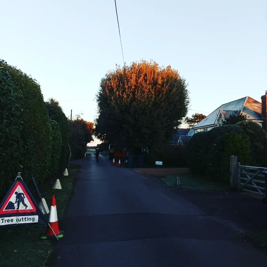 Holm Oak re pollard carried out today for a estate in wittering.