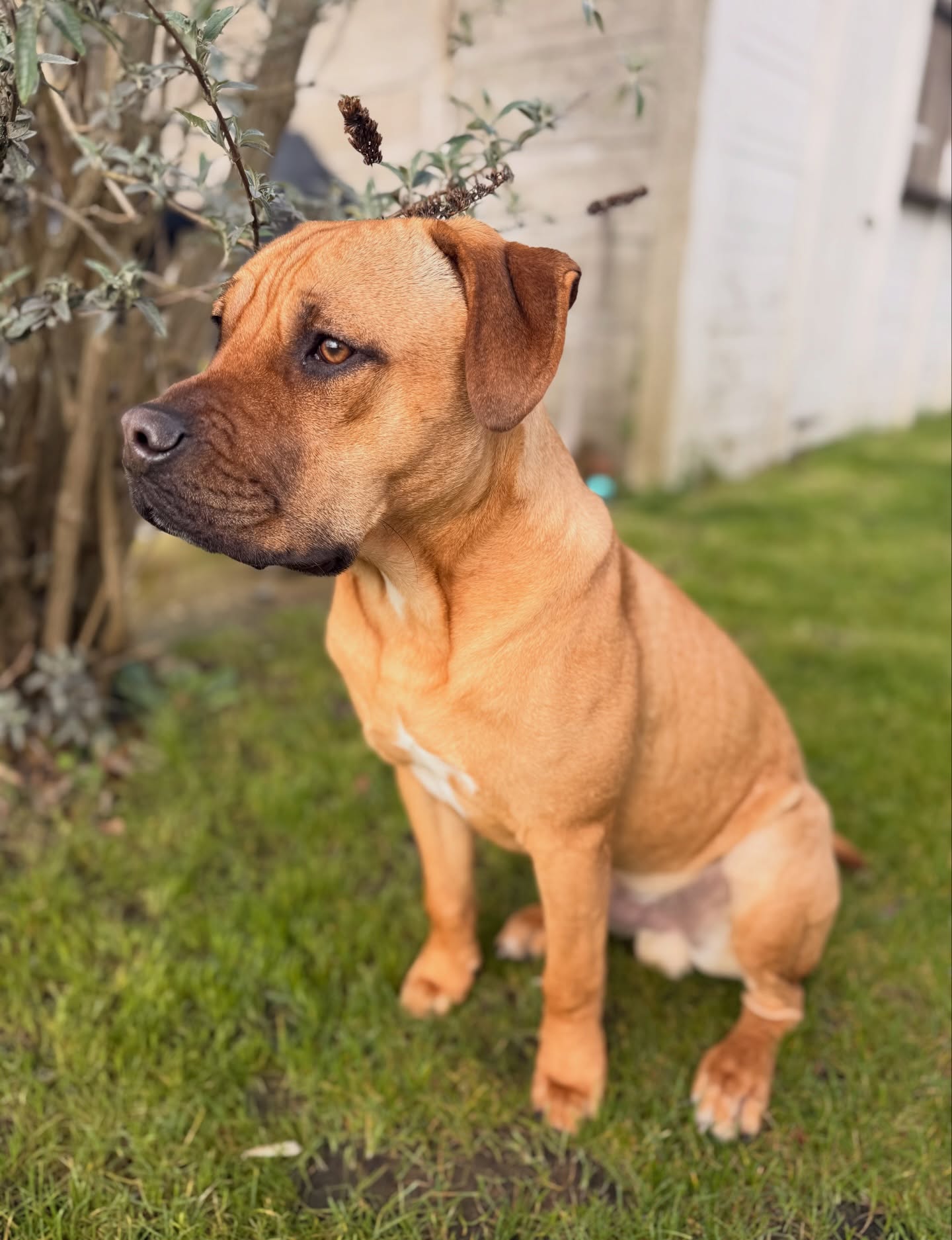 There’s a new member of the Urbee family… meet ‘Ziggy’, a beautiful rescue pup who has been with us now for a few weeks. 🐶🐾
He was lucky enough to spend time with a wonderful local family before coming to us and we couldn’t be happier he is here.
He’s settled and is even socialising well with the cats! 🐈⬛
If you see him pulling Dean around the park please come and say hi 👋 he’s super friendly and loves a cuddle.
#rescuedog #dogsofinstagram #staffycross #mastiffcross #pupsofinsta