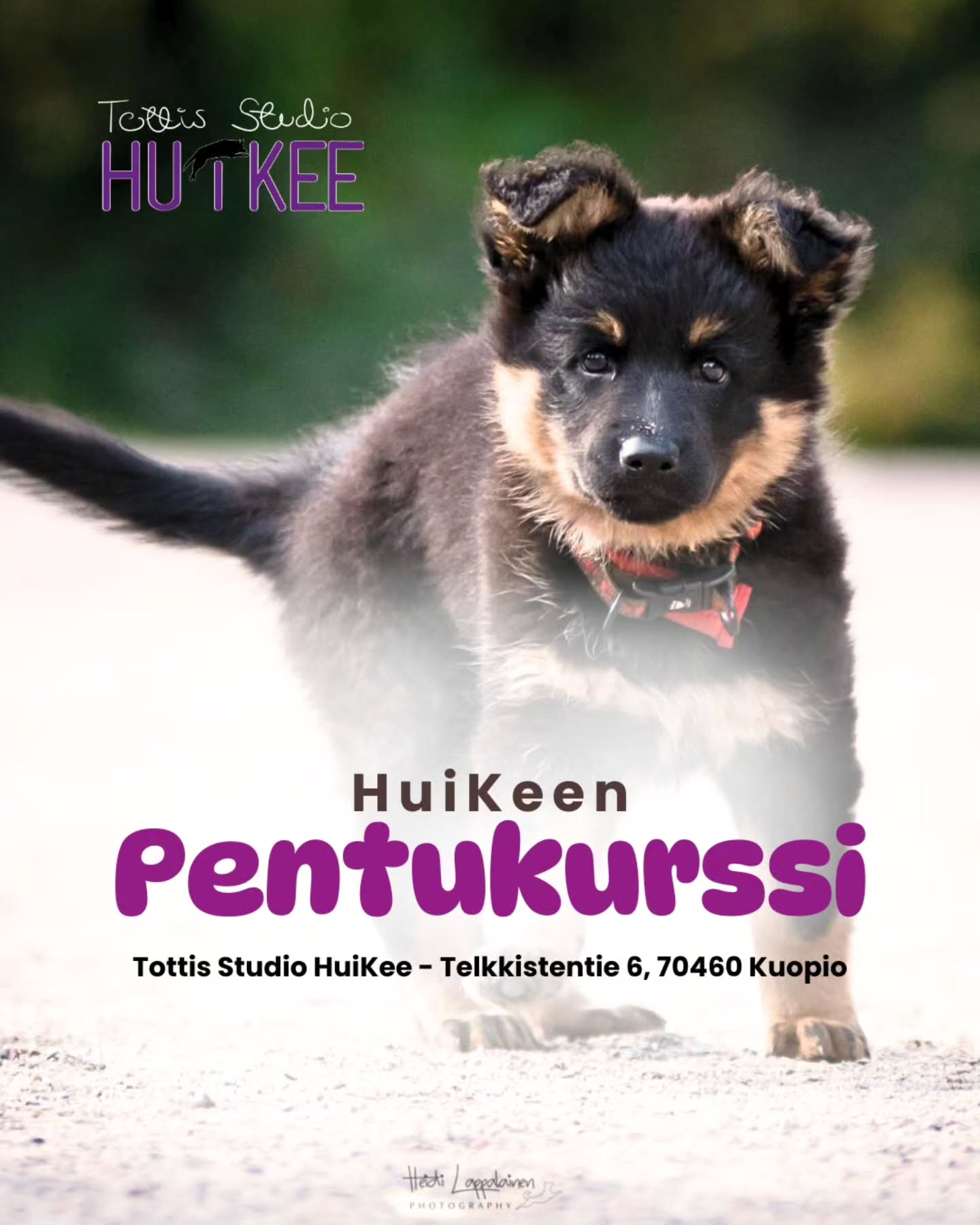 ✨️ HuiKeen Pentukurssi ✨️
Ensiaskeleet huikeaan elämään - pennun ja ihmisen yhteinen alku.
❤️ Huhtikuussa alkamassa
▫️ 5.4 Sunnuntaisin klo.17-18
▫️ Ohjaa Sofia @tmisofiamartikainen
▫️ Hinta 128€
▫️ HuiKeen hallilla Kuopion Kelloniemessä Telkkistentie 6, 70460 Kuopio
🔹️ Ilmoittaudu mukaan kotisivujemme kautta!
Pentukurssin tavoitteena on luoda pennulle vahva perusta - turvallisuuden tunne, oppimisen ilo ja selkeät rutiinit, jotka tukevat hyvinvointia pitkälle tulevaisuuteen. Pentukurssi auttaa sinua ja pentuasi löytämään yhteisen rytmin, luottamuksen ja arjen sujuvuuden, joiden päälle kaikki tulevat taidot rakentuvat.
Kurssi on suunnattu ~4-12kk ikäisille pennuille ja se toimii luonnollisena jatkumona PentuEskarille - tai ensimmäisenä askeleena, jos pentu on vasta liittynyt perheeseen.
Jokainen tunti on täynnä helppoja onnistumisia ja niitä kaikkein tärkeimpiä hetkiä: yhdessä olemista, oivalluksia ja iloa.
Aiheina tunneilla mm.
▫️ Palkkamerkki ja palkkaamisen perusteet
▫️ Yhteistyö ja kontakti
▫️ Tukitaitoja arkeen ja harrastuksiin
▫️ Istuminen ja maahanmeno
▫️ Luoksetulo
▫️ Luopuminen
▫️ Oma peti tai alusta
▫️ Rauhoittuminen
Lämpimästi tervetuloa mukaan! ❤️✨️
--------‐---------------
✨️ HuiKeen Pentu Startti ✨️
~ Pienestä pennusta kohti sujuvaa arkea ja tulevia harrastuksia ~
HuiKee Pentu Startti kokoaa yhteen neljä eritasoista ja eri kehitysvaiheisiin suunnattua pentukurssia. Ne muodostavat selkeän, lämpimän ja tavoitteellisen polun pennun ensimmäisiin viikkoihin, arjentaitoihin ja aina harrastuslajeihin tähtääviin perustaitoihin asti. Voit käydä koko polun pentusi kanssa läpi tai yksittäisen kurssin.
Pentu Startti sisältää kurssit:
✨️ PentuEskari
▫️Pikkupennun parhaat alkuhetket oppimisen maailmassa! (pikkupennuille 2-5kk)
✨️ Pentukurssi
▫️ Ensiaskeleet huikeaan elämään - pennun ja ihmisen yhteinen alku (~4-12kk pennuille)
✨️ Pennun Jatkokurssi
▫️ Vahvat taidot arkeen - keskittymistä, malttia ja hallintaa (jatkoa perusteille ~6kk-1,5v pennuille)
✨️ PentuTottis
▫️ Vahva pohja tulevaisuuden tähdelle! (Lajeihin tähtääville ~6kk-1,5v pennuille)
#tottisstudiohuikee #koirankoulutus #koirakoulukuopio #Kuopio #koirahalliKuopio