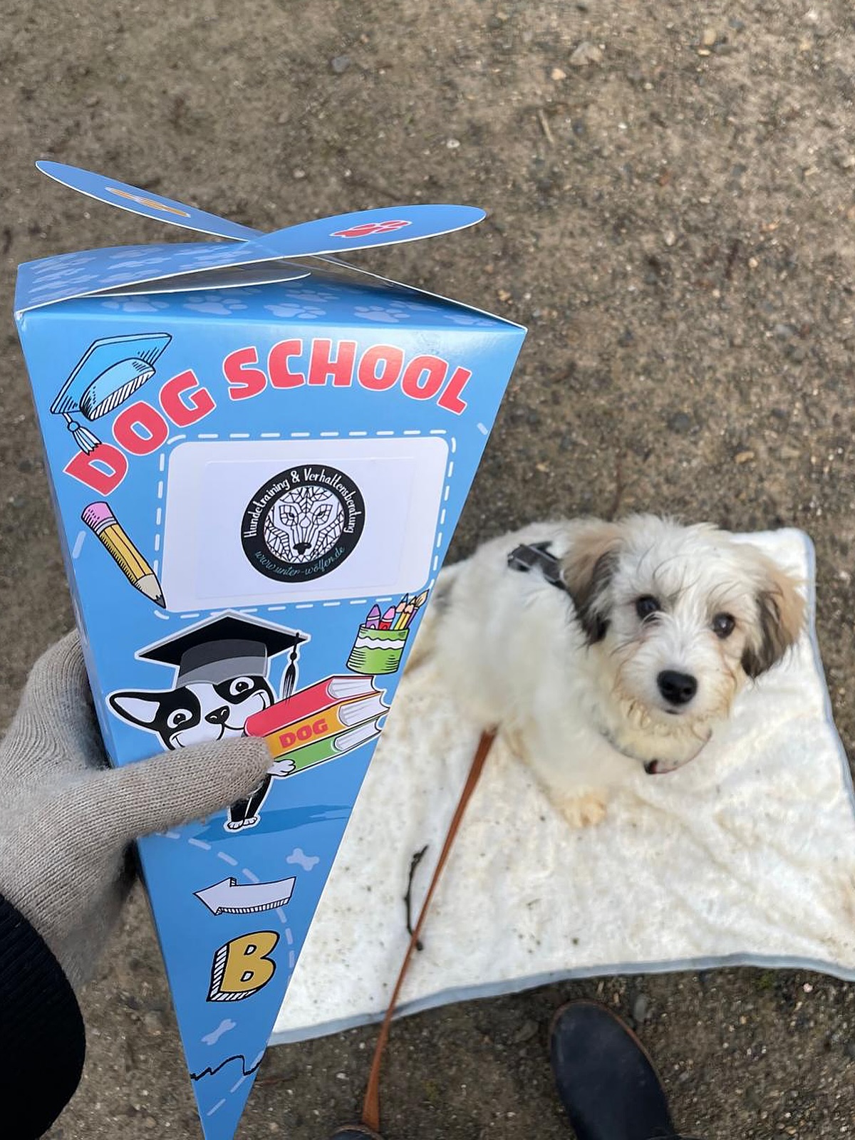 💌 Post von Skyla
Hallo, ich bin’s – eure offiziell anerkannte, zertifizierte, hochmotivierte verrückte Hummel Skyla 🐝🐶.
Geboren wurde ich irgendwo in Rumänien und kam dort mit meinen zwei Schwestern in ein Tierheim, das ich heute liebevoll „Abenteuer-Vorbereitungs-Camp“ nenne. Und dann – zack! – haben meine Menschen mich ausgesucht.
Seitdem wohne ich bei meiner fantastischen Familie. Die haben einen Garten. Falls ihr nicht wisst, was das bedeutet: Das ist ein eingezäuntes Rennstadion nur für uns. Ich starte morgens direkt mit meinem Spezialprogramm „Wilde 5-Minuten“, bei dem ich in Höchstgeschwindigkeit Kreise ziehe, abrupt abbremse, wieder lossause und zwischendurch so tue, als hätte ich unsichtbare Gegner.
Mein bester Kumpel heißt Vince. Vince weiß: Wenn ich ihn anschaue, den Popo hochstrecke und losflitze, dann ist das eine offizielle Spielaufforderung. Dann wird gerannt, gerollt, gerangelt. Ich gewinne meistens. Also… in meiner Erinnerung gewinne ich immer.
Meine Menschen sagen oft:
„Ach Skyla, unsere verrückte Hummel!“
Ich weiß nicht genau, was eine Hummel ist, aber wenn es bedeutet, dass man immer fröhlich ist, bei jedem Geräusch freudig aufspringt und grundsätzlich alle Menschen liebt – dann passt das perfekt. Besuch? SUPER! Postbote? BESTER FREUND! Fremder Hund? LASS UNS SPIELEN! Staubsauger? Okay, der ist noch in der Kategorie „leicht suspekt“.
Ich gehe jetzt auch in die Hundeschule. Ich bin sehr eifrig! Vor allem, wenn dieses magische Wort fällt: Leckerli.
Ich arbeite noch dran, aber ich bin hochmotiviert. Meine Menschen sagen, ich sei sehr lernwillig. Ich nenne es: strategische Snack-Optimierung.
Bald fahre ich das erste Mal im Camper mit! Ein rollendes Zuhause! Meine Menschen sagen, sie zeigen mir dann langsam die große weite Welt. Ich habe schließlich schon den Sprung von Rumänien nach Deutschland geschafft. Ich bin quasi von Haus aus Weltenbummlerin.
Von einem kleinen Tierheim-Welpen zur offiziellen Garten-Rennmeisterin, Vince-Spielpartnerin, Hundeschülerin und baldigen Camper-Abenteurerin.
Und das Beste?
Morgen freue ich mich einfach wieder über alles. 🐾💛