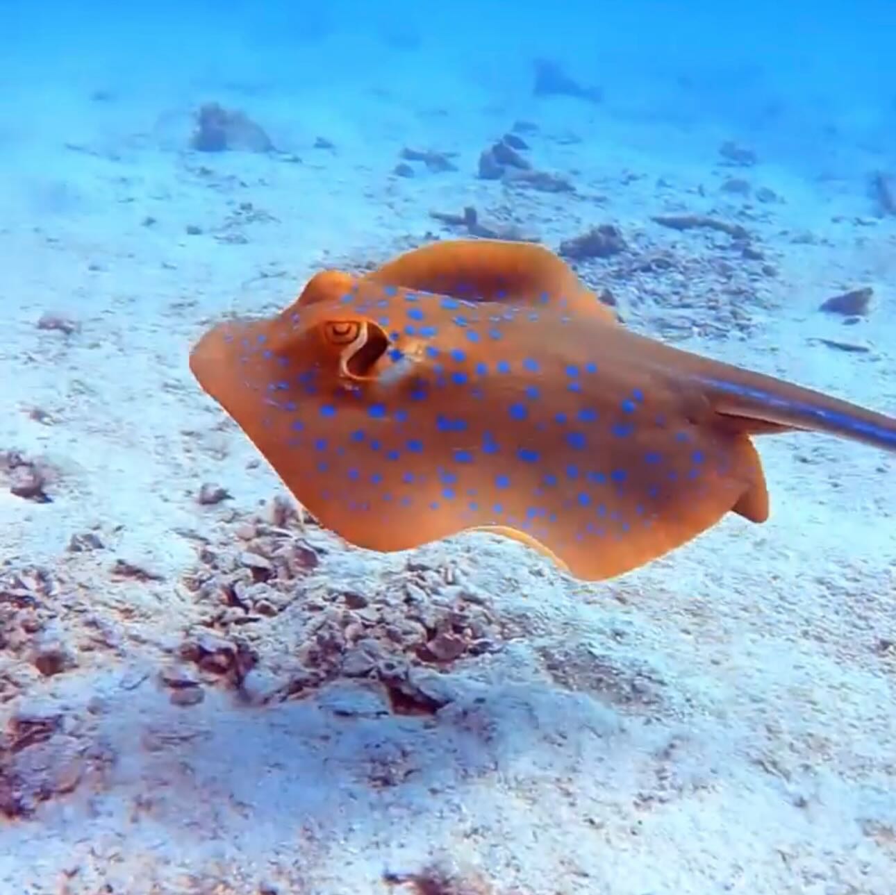 Después de 4 meses en la Tierra
Volví al Agua,
Volví a mi servicio
MAGIA Y BUCEO
es todo lo que me recomendaron los médicos
😂🧝🏽♀️🪸🧚🏻♀️💖
@divevolk 📸
Gracias por acompañarme en todas mis inmersiones
Y así poder capturar lo eterno underwater
y mostrarle al mundo las maravillas que habitan en nuestros océanos