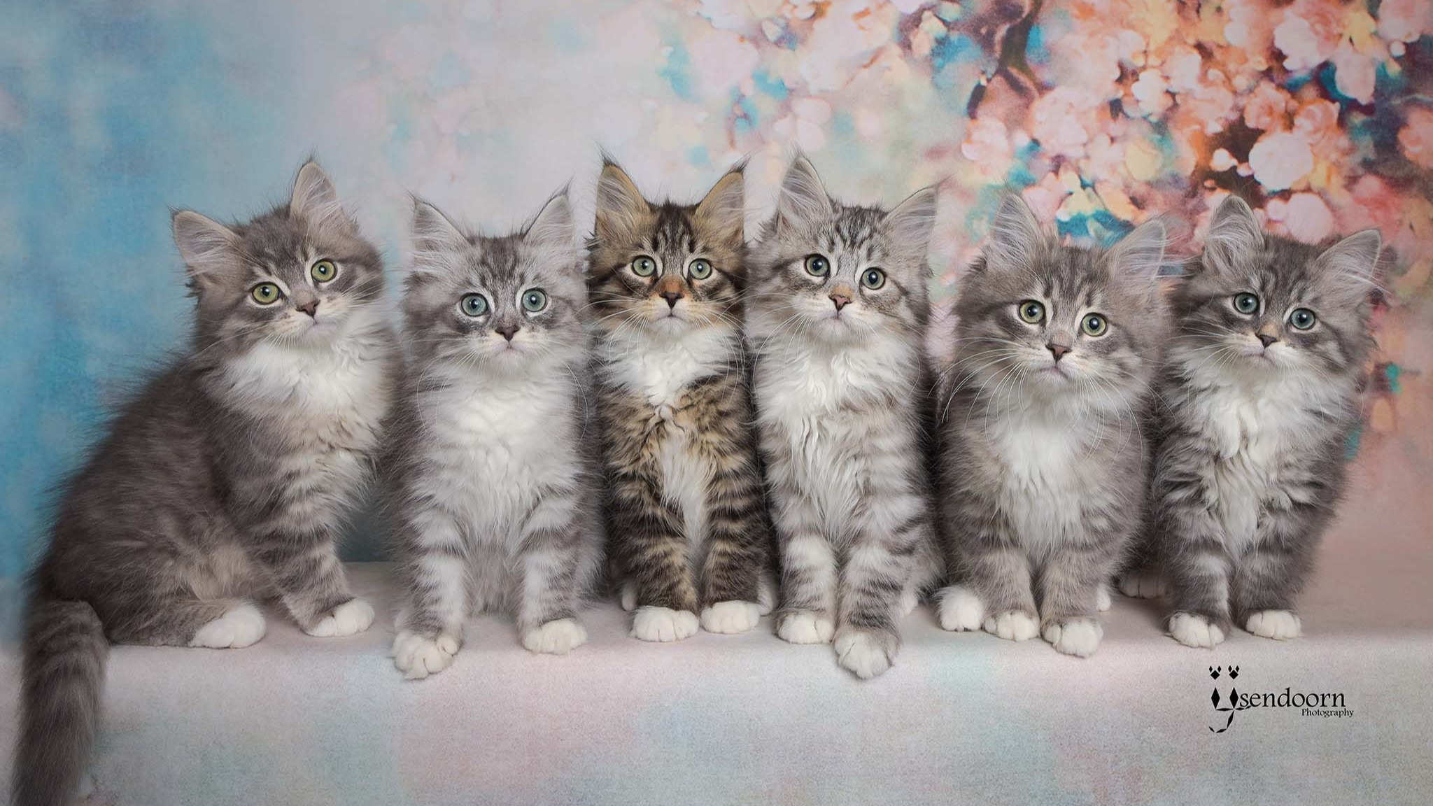 Het 6-tal:
Mayson, Mexm Milo, Mex, Milly, Maeve