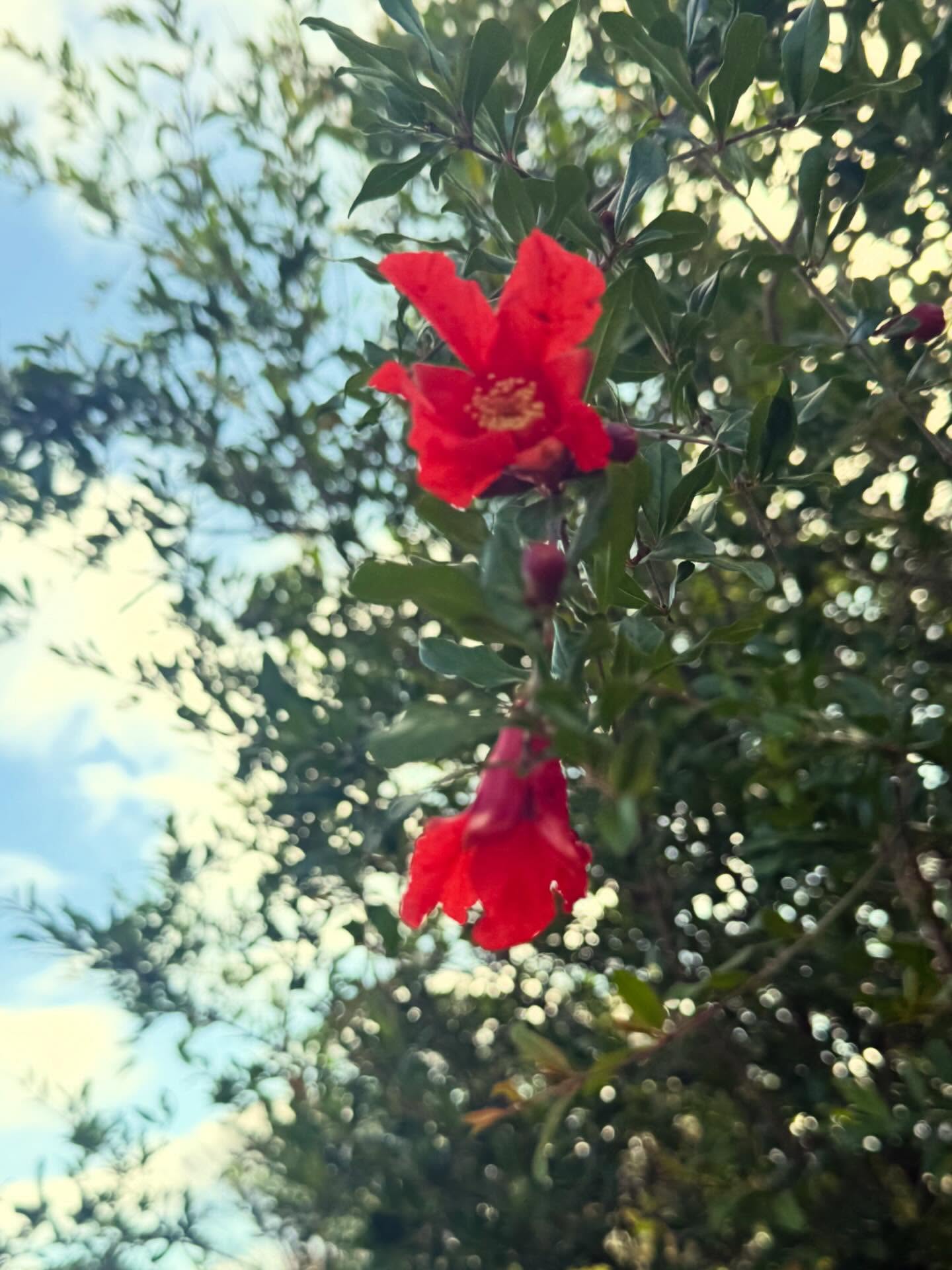 Do you know what fruit this flower produces?
A few hints…
1) It’s red on the inside and outside
2) the seeds are hard to separate from the pulp
3) when bottled the juice is extremely valuable
Want to grow a fruit tree?
Click the link in our bio or call us for a consultation.
Enjoy your weekend gardening 🧑🌾 🌱🪴
#Trees #Fruits #Nature #fyp #landscapecooperative