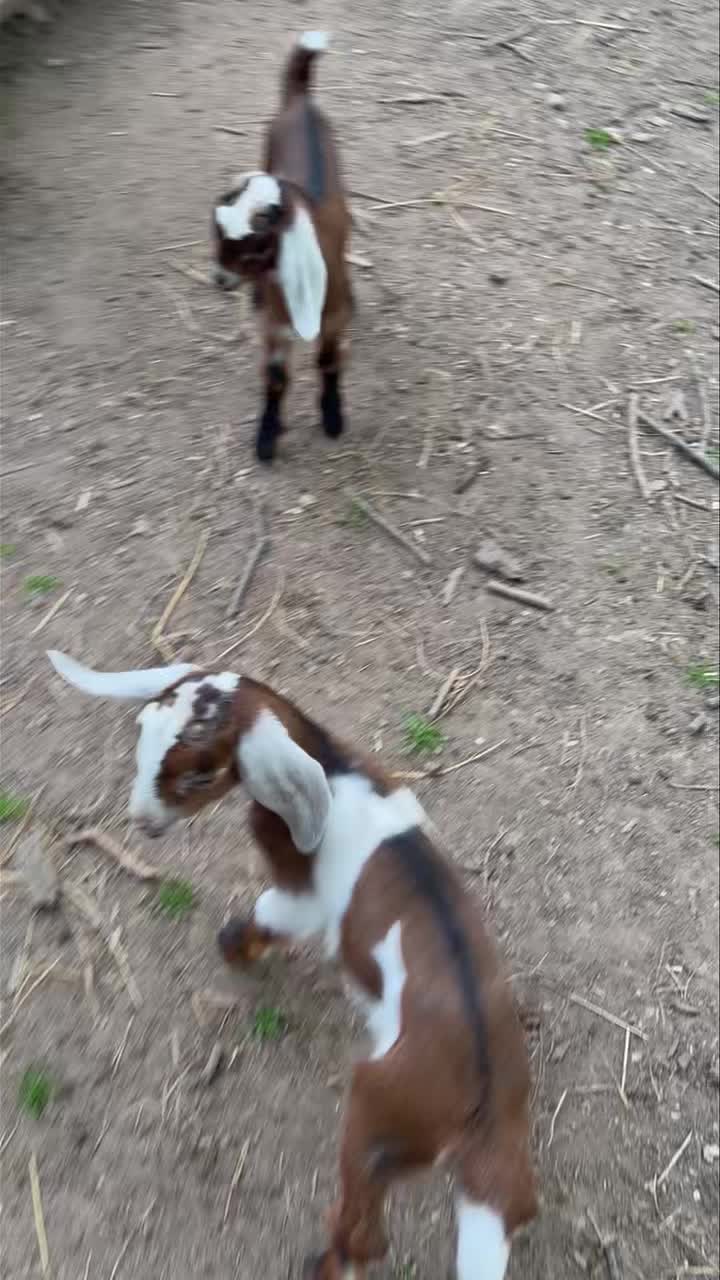 Palo Cedro CA registered mini nubian. Yearly clean tested herd. These 3 bottle babies are available. Two Doelings and a wether. Message with interest