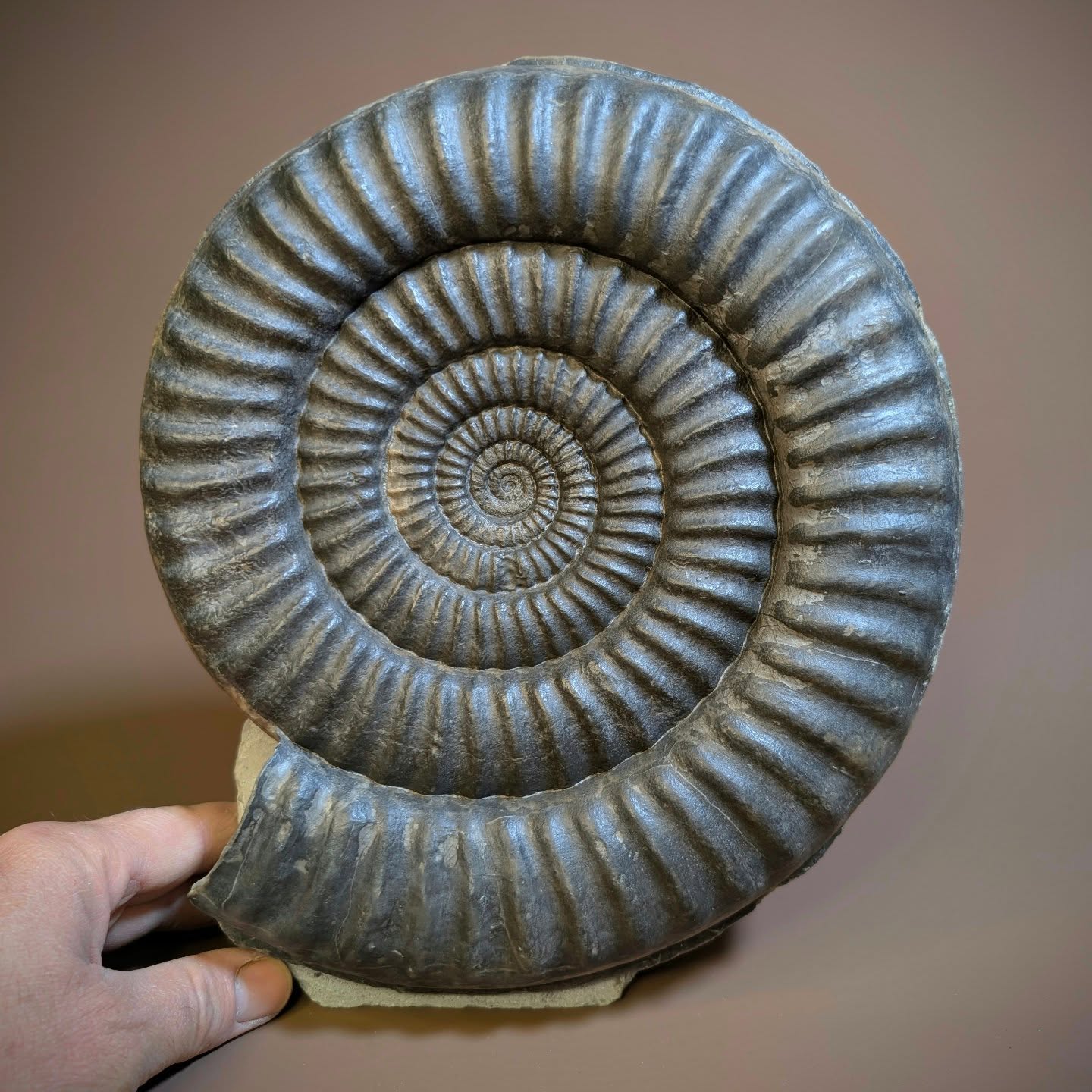 Just finished prepping a fairly decent free standing 25 cm Metophioceras conybeari ammonite from the Jurassic of Monmouth beach near Lyme Regis. These are one of the iconic ammonites from the area and can sometimes be found in broken up blocks on the beach after a big storm.
#fossiks #ammonite #ancienthistory #jurassic #spiral