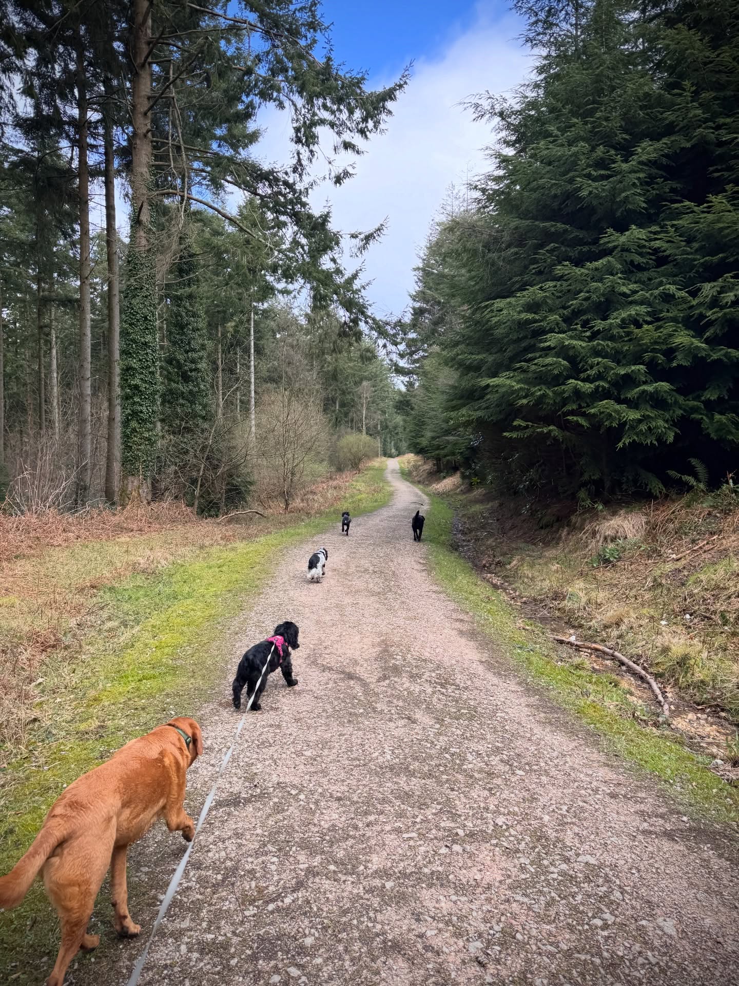 Found another stunning trail through the forest today 🌳 Forever grateful for all these great places on the doorstep!