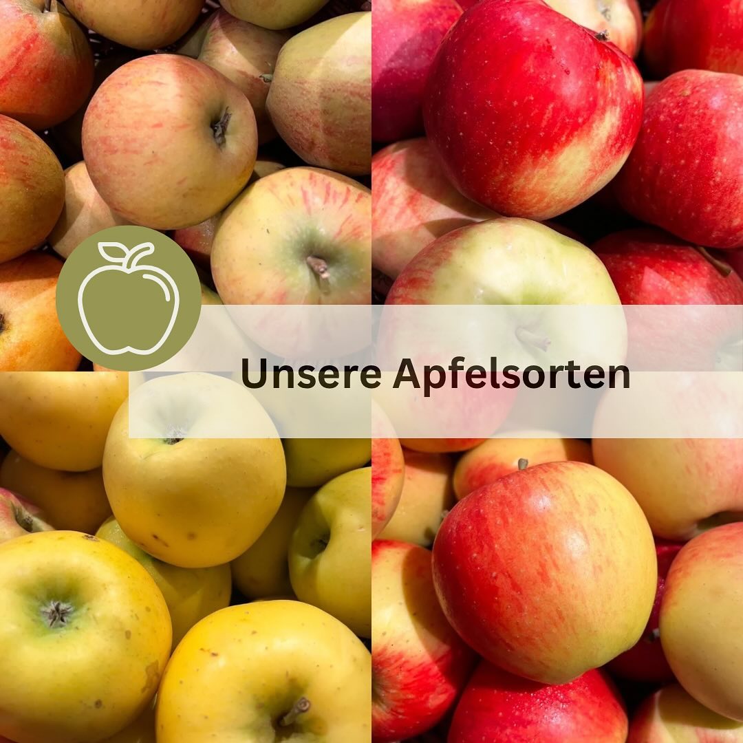 Unsere Apfelsorten 🍎🍏
Wusstet ihr schon wie viele verschiedene Apfelsorten wir bei uns im Laden verkaufen?
Nein? Acht verschiedene sind es.
Eigentlich denkt man Apfel ist gleich Apfel, aber sweipt mal durch. Die Äpfel sehen nicht nur alle anders aus, nein, sie schmecken auch alle unterschiedlich.
Welcher ist euer Lieblingsapfel? 🍎🍏
#EdelbrennereiAichele #Apfel #Äpfel #Apfelsorten #Pinova #Rubinette #Sonnenglanz #Berlepsch #Jonagold #Elstar #Topaz #RoterBoskop #Ostfildern #leckerschmecker #anappleadaykeepsthedoctoraway