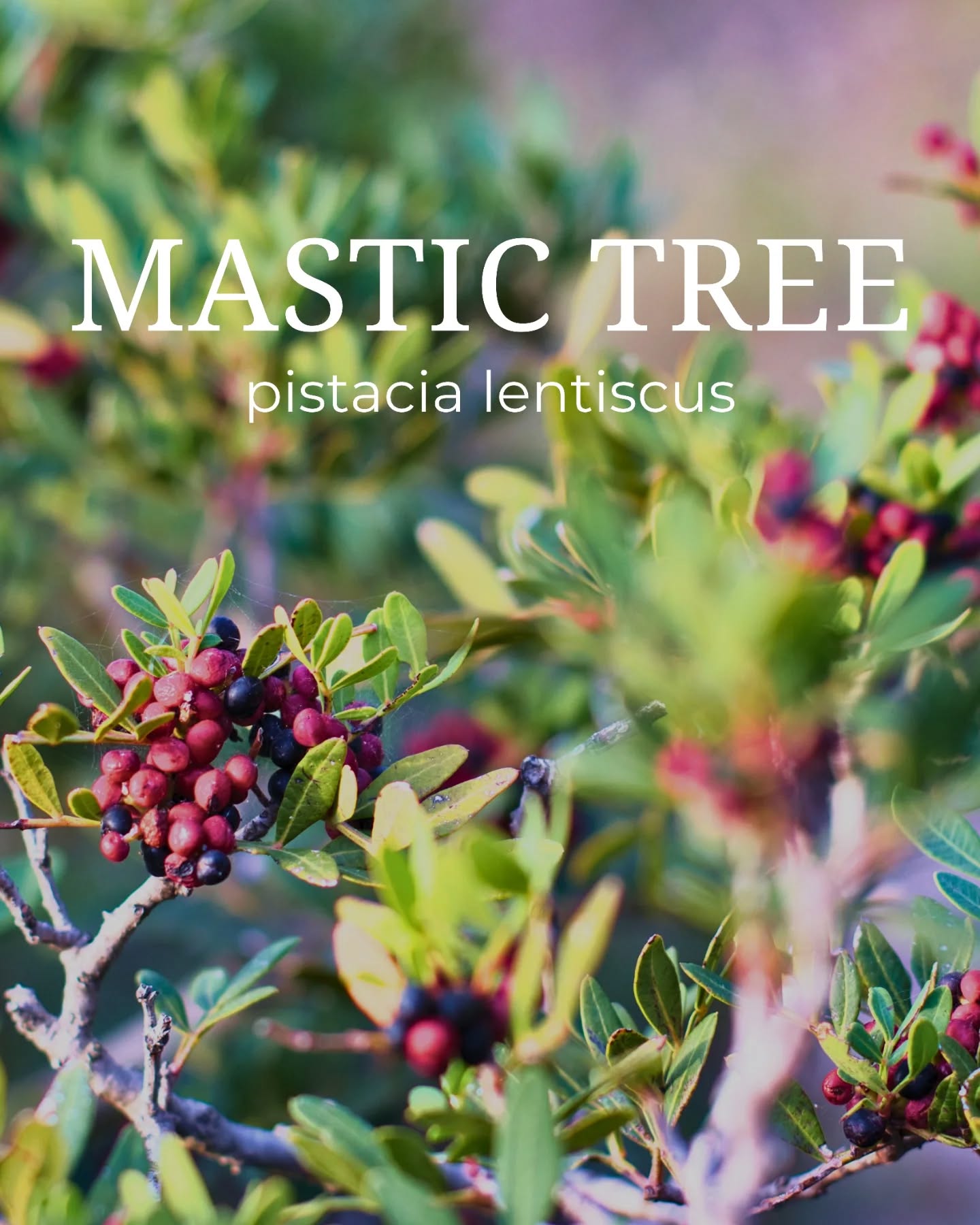 The Mastic Tree in Sardinia, called Lentisco.
Typically Mediterranean, a wild Macchia plant shaping Sardinia's sunny hills and coastal Region.
Far more than just a Macchia shrub, it embodies survival strength, tradition, and the island's ancient history as a symbol of constancy.
Its essence:
Protective, resilient, deeply rooted, it clears the mind, illuminates the soul, and bestows mental alertness.
At the root chakra, it weaves stability, security, and inner strength and guiding you grounded back into your body.
In our soaps & balms: We use the fresh leaves. How we process it gently and the power it unfold, we'll share in the coming days.
Have you encountered the Mastic tree before?
#mastictree #lentisco #macchia #sardinianature #wildharvest