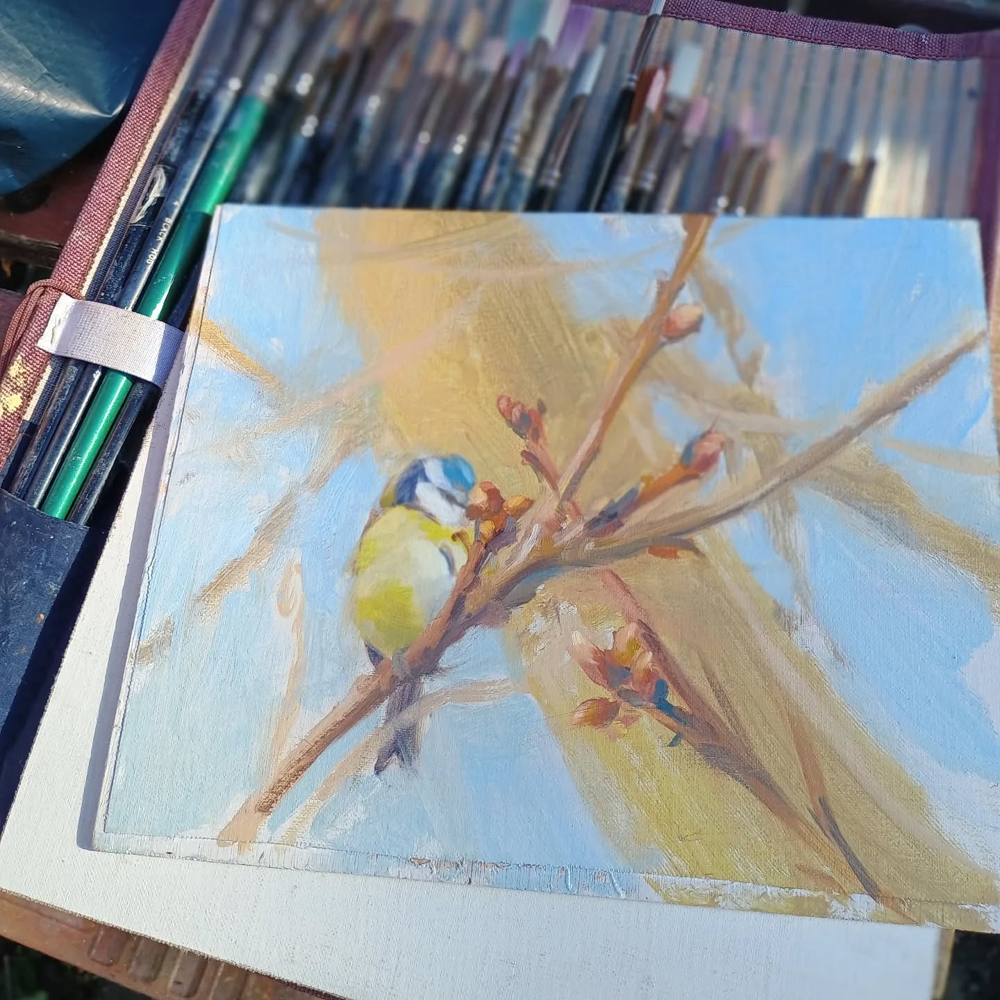 Blue Tit in the Oak tree, the buds are looking ready to burst open soon, I had to be patient waiting for pauses between the gusts as the wind picked up!