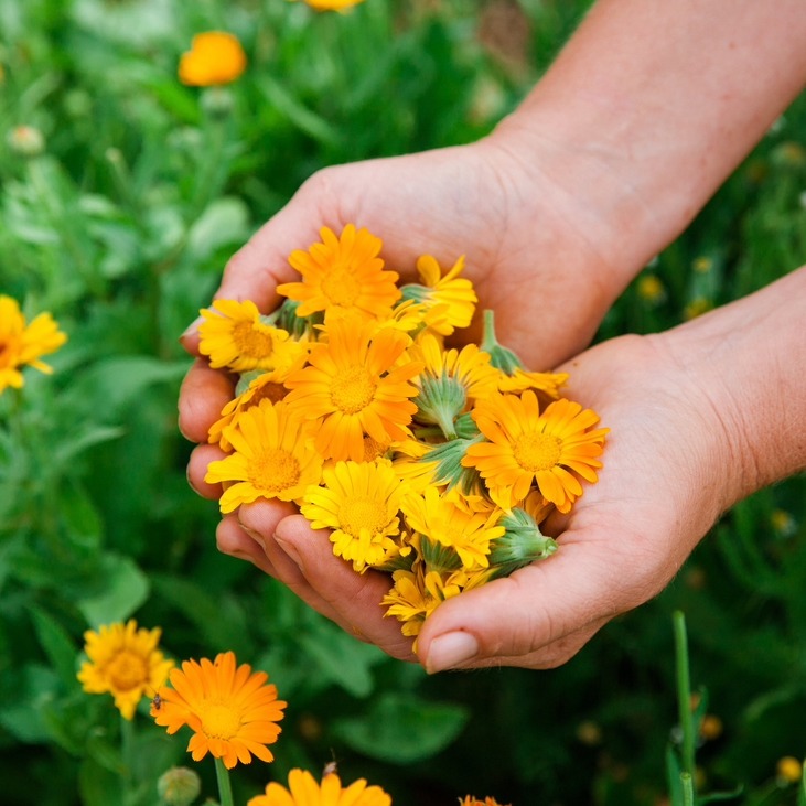 Happy almost Spring!!🌷🌼
Just like many of you, we are so excited for the growing season to begin. We removed the curtain in the greenhouse to make more room and have started our first round of seedlings. The season is upon us so we are asking those who'd like to pre-order their certified organic herbs to kindly do so by May 1st. Receiving your pre orders helps us plan accordingly. Thank you to those who choose to source your herbs from our small farm. Your support makes our work possible, and we truly value the relationship we share with you 💚
email orders@lancasterfarmacy for ordering info or click link in bio!
