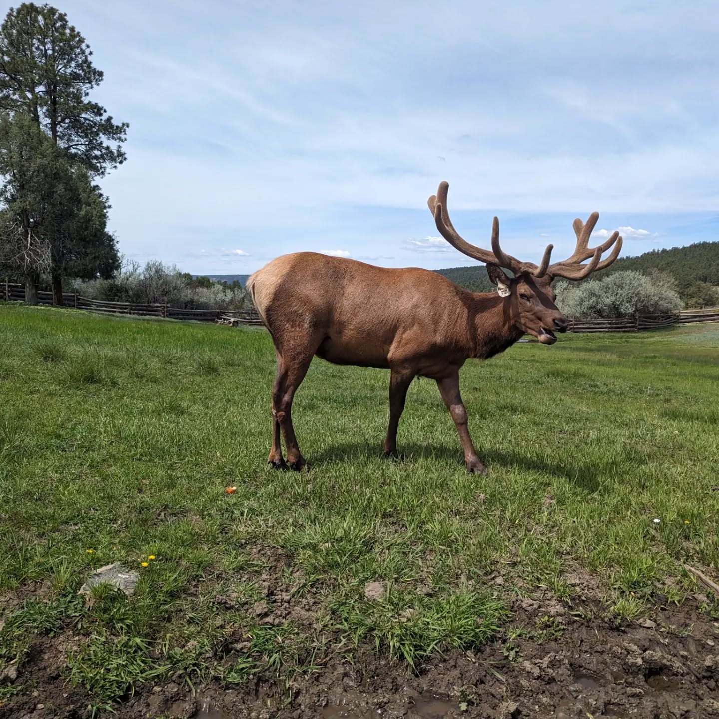 Our beautiful bull elk Cimarron has grown his antlers quite a bit in just a short time! Come out and see him at our feeding tour every day at 3:00 p.m. #rmwpark #bullelk #Cimarrónthebullelk