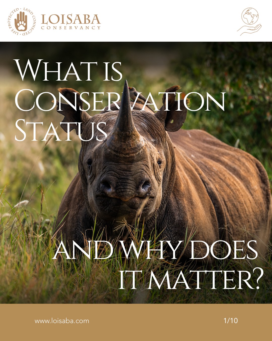 From Critically Endangered rhinos and vultures to Endangered elephants, giraffes, and Grevy’s zebra, Loisaba is home to some of Africa’s most threatened wildlife.
But conservation status is more than a label. It helps guide action - from research and monitoring to habitat protection, funding, and recovery efforts.
Swipe through to learn what these categories mean, and why they matter.
#LandConnectedLifeProtected #WildlifeConservation #EndangeredSpecies #BiodiversityProtection #HabitatPreservation #SustainableFuture #AnimalRescue #EcologicalAwareness #ConservationEfforts