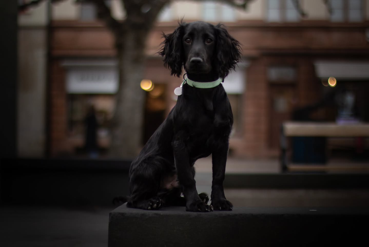 A little photoshoot with my beautiful boys 😍
#bordercollie #workingcocker #workinglabrador