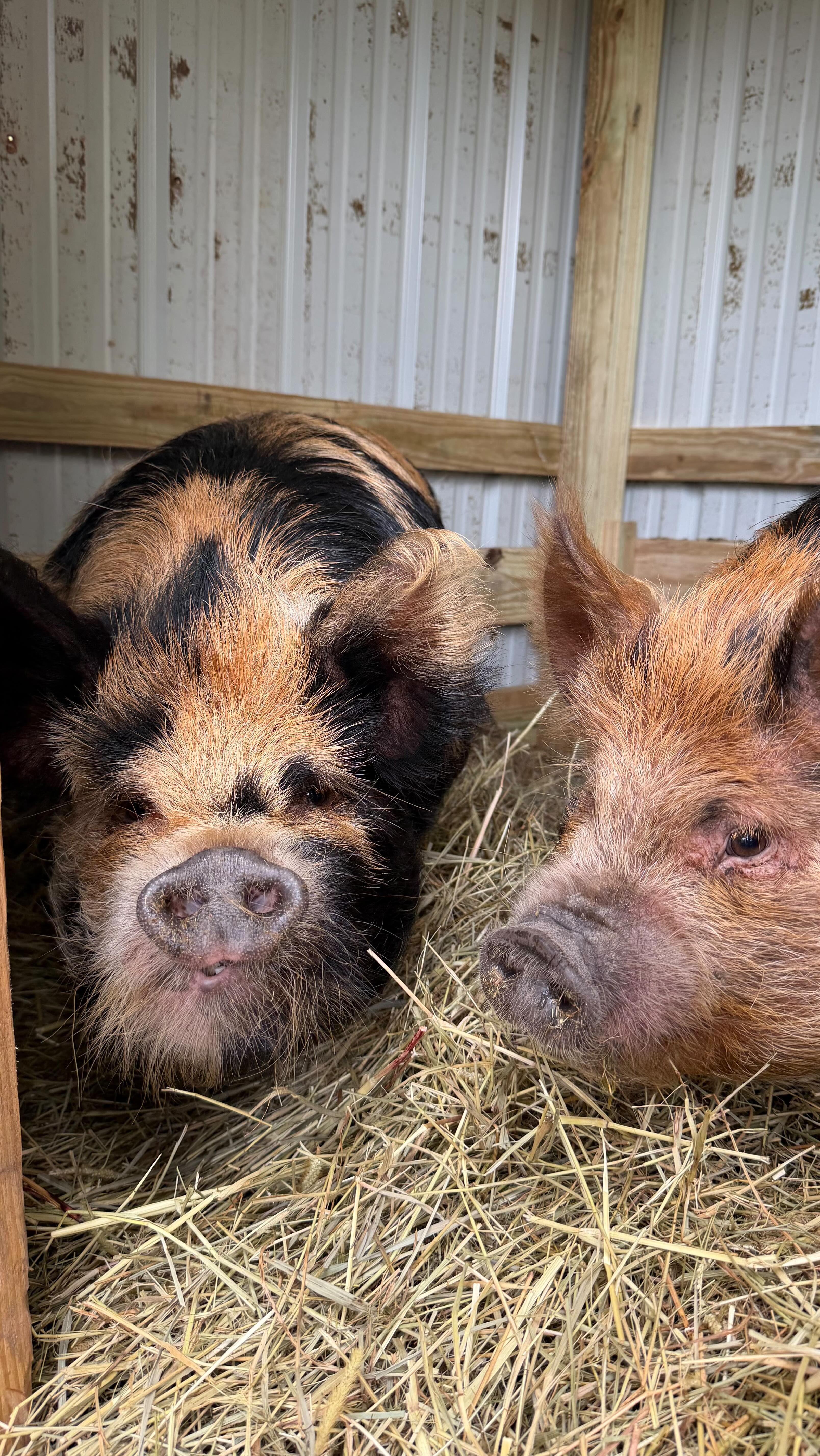 A new chapter at The Remedy Farm 🐷🤎 We’ve officially started our Kune Kune pig journey!