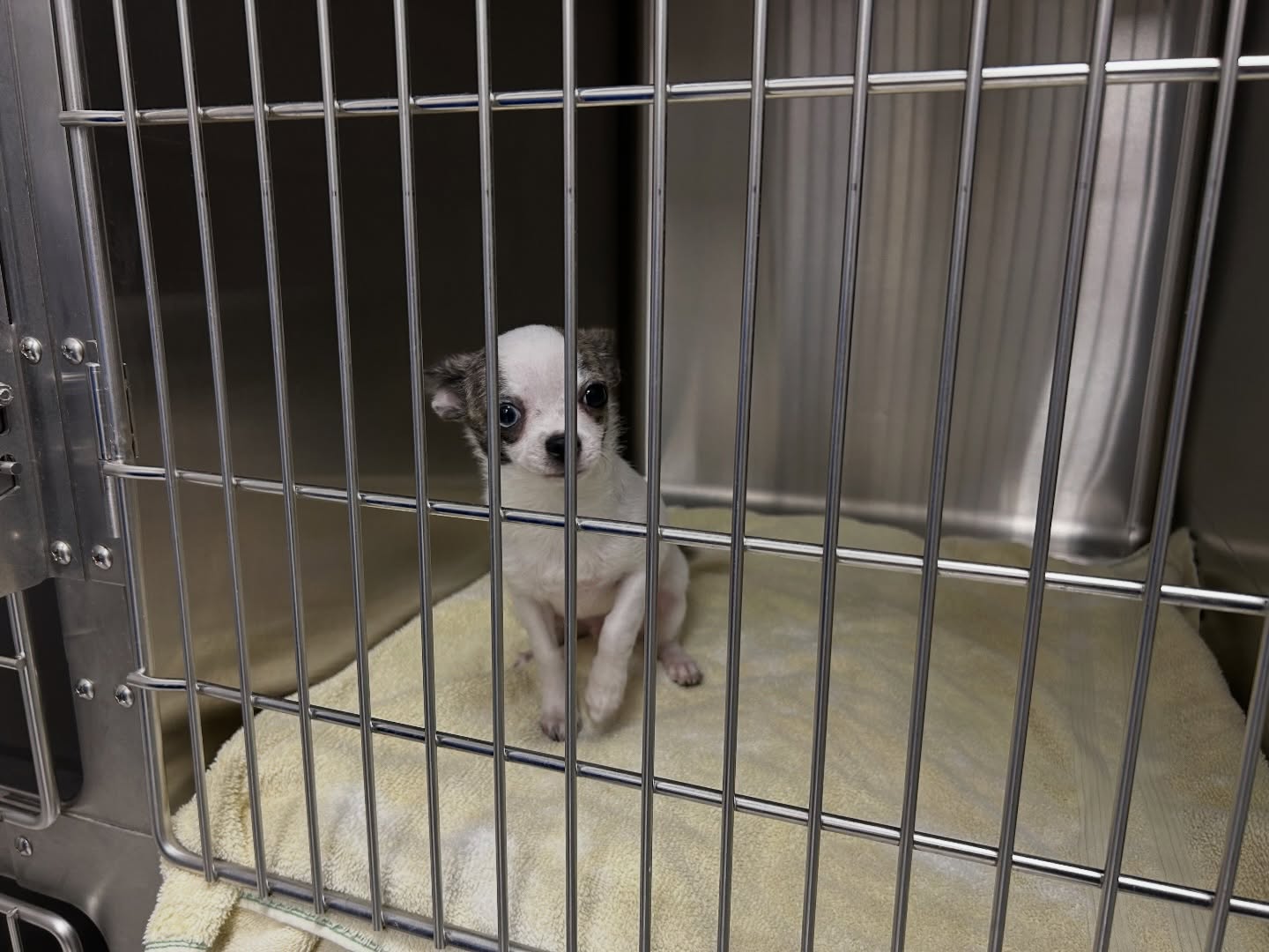Gracias por confiar en nosotros. En Fontes Animal Clinic, tu mascota está en buenas manos.
*
*
Fontes Animal Clinic
📲 305-364-5327
📍 2330 SW 67 AVE Miami, FL 33155
🌐Website: https://www.fontesanimal.com
#fontesanimalclinic #florida #miami #hialeah #veterinarymedicine vettech vetmed FontesAnimalClinic 6toAniversario CuidandoConAmor 💙