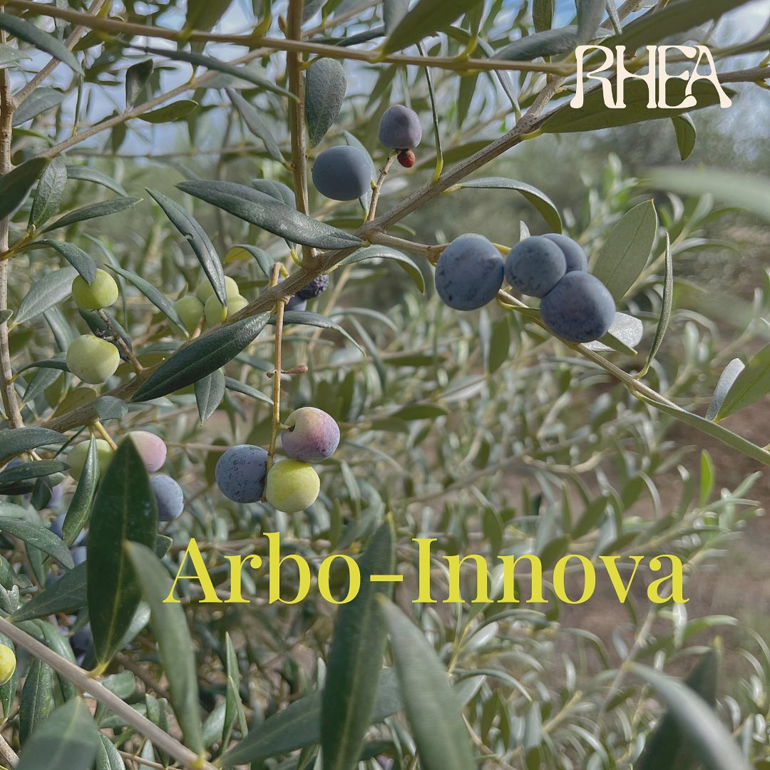 ๐ณ Arbo-Innova is a collaborative project aimed at addressing the ecological challenges of intensive olive and almond farming through regenerative agriculture practices.
๐ The project focuses on improving soil health, crop resilience, and nutrient density in these high-intensity systems.
๐ฟ RHEA leads the research on #nutrientdensity, studying how regenerative practices impact the nutritional profiles of olives and almonds.
โ
The European Union leads the world in olive oil production, responsible for 68% of global output.
โ
Spain alone produces over 1.4 million tons of olive oil annually, accounting for 40-45% of global production.
โ
Intensive systems are particularly vulnerable to #climatechange due to their high water dependency.
โ
Intensive systems face #ecological challenges such as soil erosion, water overexploitation, and biodiversity loss.
Get in touch if you are working with olive and/or almonds, we would love to exchange!
@agrosystemic