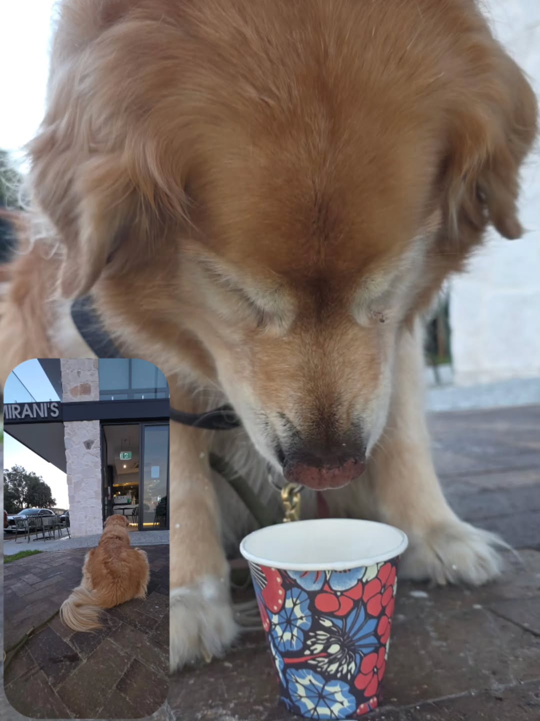 Post workout puppacinos at Mirani's! Thanks for keeping us fueled and ready to train!
#gymnine #gymdog #coffeelover #puppacinos