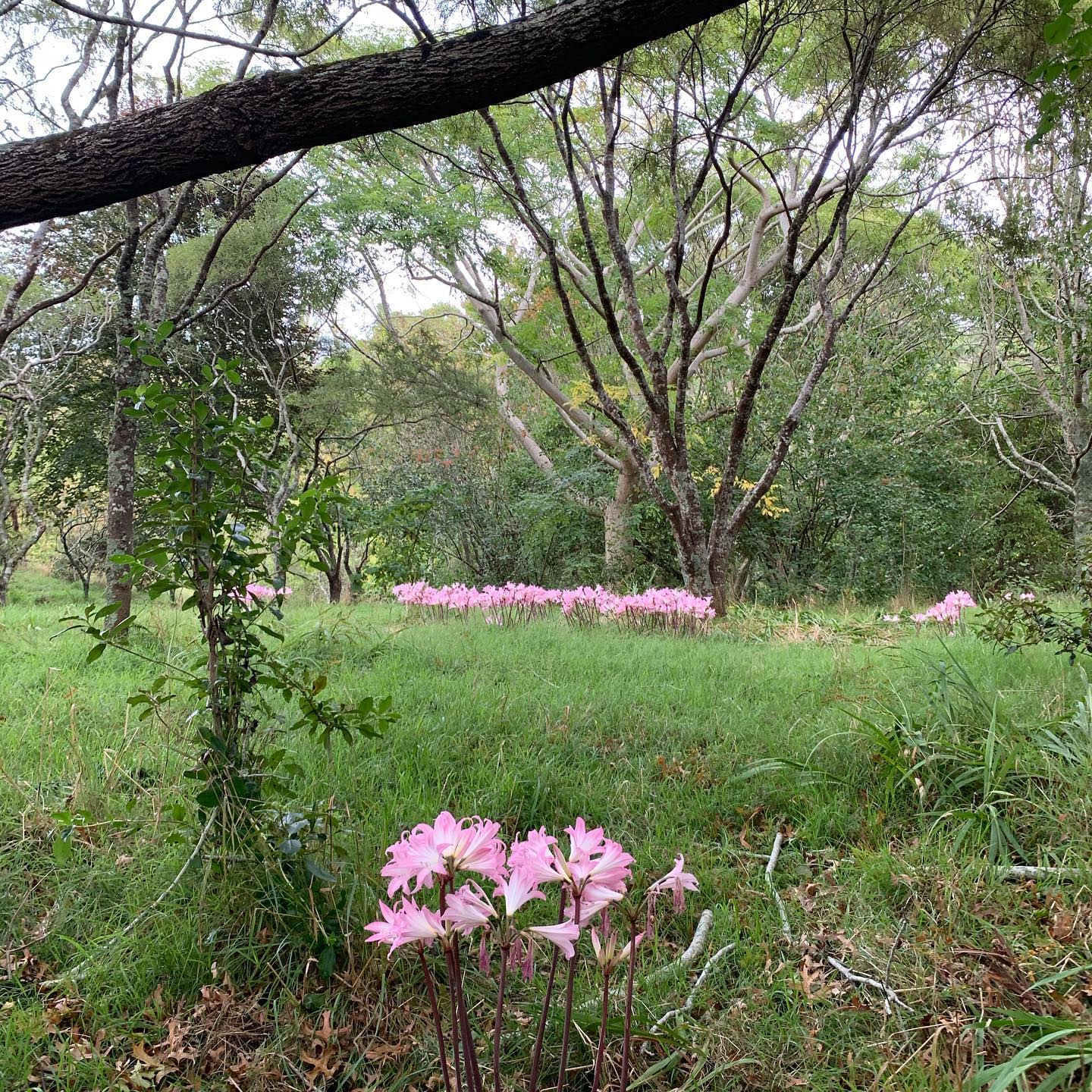 Little oasis of Te Henui Walkway still surprises with a pop of colour on this morning’s walk.