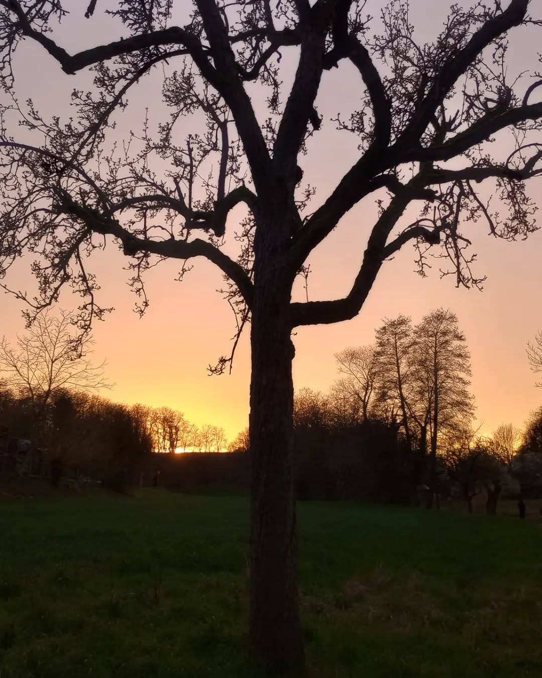 Gestern war der Tag der Streuobstwiese🌳 Streuobstwiesen sind wertvolle Orte und Lebensraum für mehr als 3000 Tier- und Pflanzarten. Sie sind besonders wichtig für die Biodiversität und den Landschaftsschutz - deshalb stehen sie seit 2021 im Verzeichnis des immateriellen Kulturerbes der deutschen UNESCO- Kommission.
📷Ein paar Impressionen von unserer Birnenwiese im März
#tagderstreuobstwiese #orchardseverywhere #europeanorchardday #artenvielfalt #klimaschutz #obstwiese #streuobstwiese #wildraum