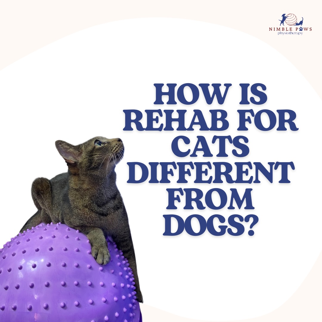 Cats move differently 🐈
And they show discomfort differently.
They rarely present with obvious limping.
Instead, small changes in jumping height, landing control, or hesitation often tell the story.
Rehab for cats is:
- Quieter and
- More observational
It relies on
- Subtle movement assessment,
- Thoughtful handling, and
- Carefully chosen tasks.
Movement matters, in every species 🐈🐈⬛🐯
#nimblepaws #movementmatters #caninerehab #dogphysio #sgcats