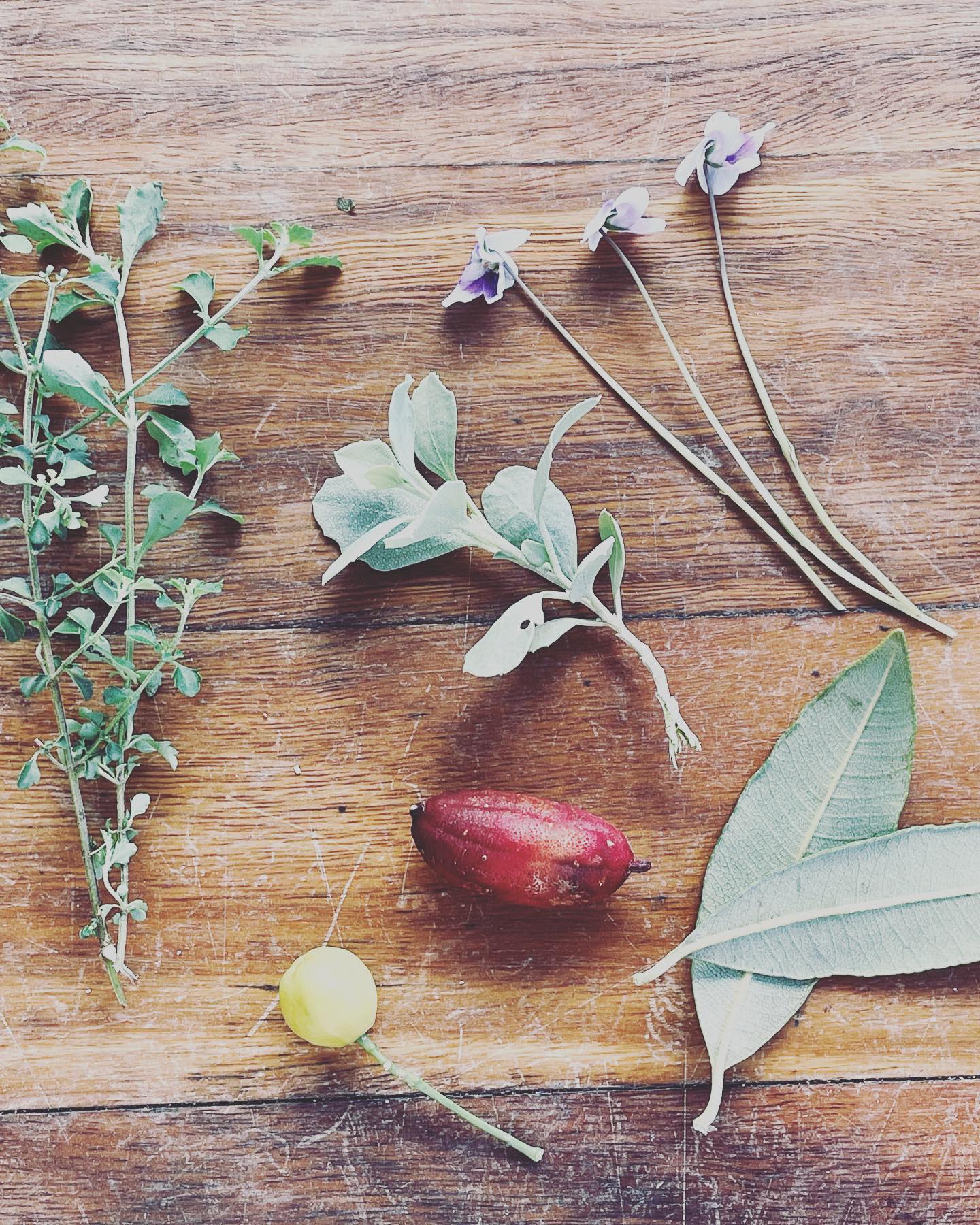 A few native food treasures from our garden. This week is #naidocweek and it is a week to reflect on the traditional culture, people, plants and foods of our country.
_
Being proud of my Ngarigo heritage, sharing ancestry with Ash Barty, I am passionate to learn and embrace more of my father’s family’s lost culture. Our garden is filled with native food plants, that we are hoping will start to produce very soon. Some already do. White Aspen, Davidson Plum, Native Lime, Finger Lime. Midyim Berry, Fraser Island Apple, Blueberry Ash, Muntries, Native Leek, Native Violet, Native Thyme, Lemon Myrtle and Saltbush. All edible. The possums also seem to leave our veggie garden as they are happy.
_
We use saltbush & pepperberries most regularly. We exchange pepperberries for pepper & saltbush for salt in a lot of our stirfrys, dressings & meat marinades. Sea Parsley is also amazing with fish or scollops! We now dry & ground our own saltbush, but you can buy it from @melbournebushfood or @kakaduplumco or @warndu
_
I am addicted to the smell of Native Thyme. I am not a big alcohol drinker, but the cocktail combination of @applewooddistillery Coral Gin (Strawberry Gum, Riberries & Karkalla), with grapefruit juice, finger lime & a sprig of native thyme is pretty good! Try it.
_
I also buy Jilungin tea from @melbournebushfood , which is known for its qualities as a good relaxing sleep tea.
_
Check out one of the websites above & start adding native foods to your pantry. It is really very simple. We also now have a local native food shop in Forest Glen, @my.dillybag - they also offer workshops.
_
Connect with country. ❤️💛🖤
_
#pilatesandmovement #pilatesandmovementsunshinecoast #naidoc2022 #sunshinecoast #australiannatives #australiannativeplants #australiannativeedibles #growyourownfood #connectwithnature #connectwithcountry #pilatessunshinecoast #sunshinecoastpilates #yogasunshinecoast #sunshinecoastyoga #workshopssunshinecoast #sunshinecoastworkshops #