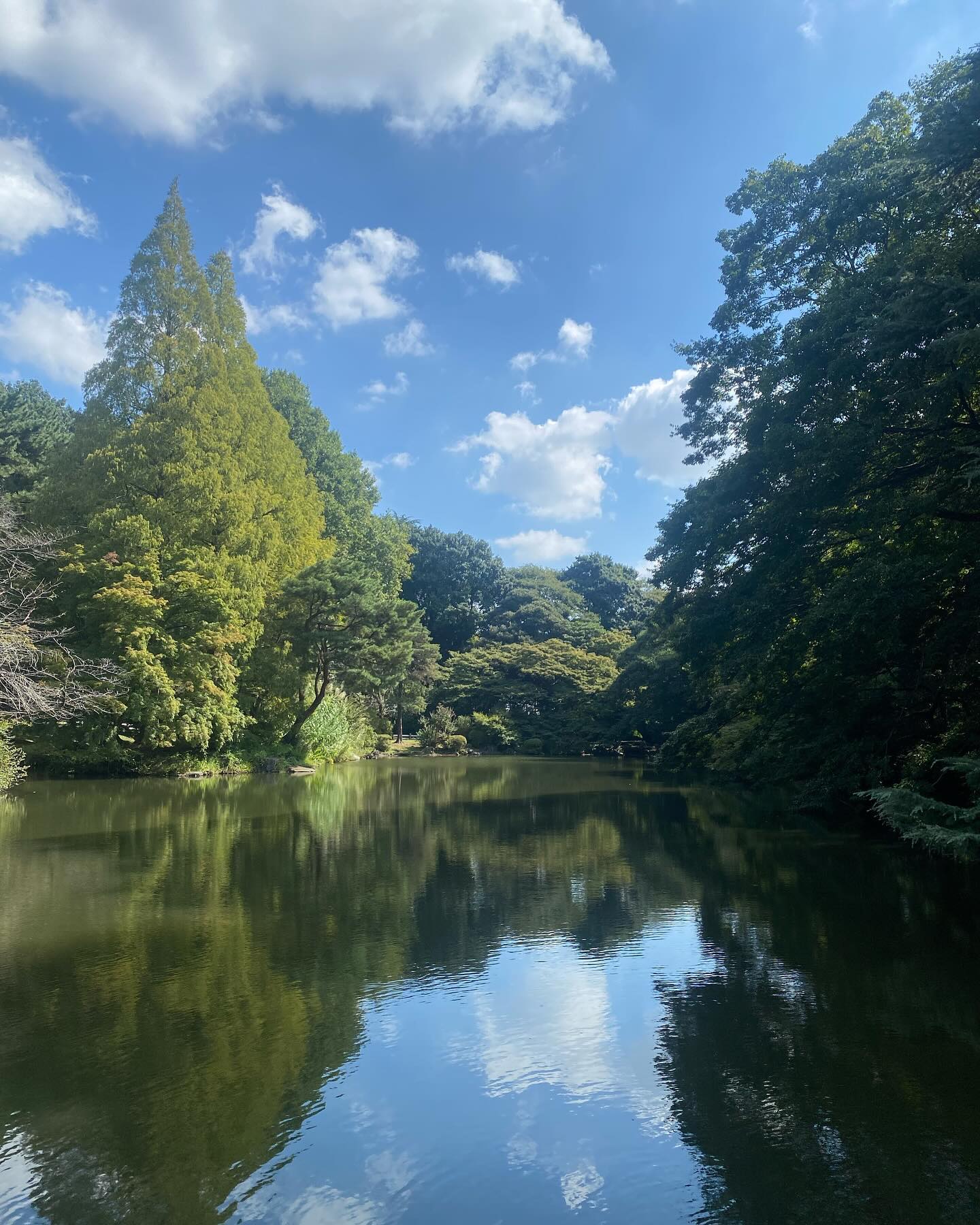 Went to Japan; got obsessed with mossy gardens and trees. Here’s a poem by Tash McGill: A Garden.
Today, my love – I am giving you a meadow.
A meadow is a wonderful place to begin something new.
We have seen this full run of seasons;
summer, autumn, winter and spring
passed over in each other’s eyes, held hand in hand
I know what seasons look like on your face
I am comforted, I am hopeful, I am sure.
So now in this summer, I give you a meadow
full of wildflower, full of promise
so we may begin in earnest.
Let me tell you – how I want to build you a garden here,
A corner devoted to each season –
There daffodils in spring, here falling leaves for autumn
From an oak tree that bends but cannot break in winter storms.
And every year, roses in summer
Blooming over and over, recounting the fragrance
by which I loved you first, and love you now.
I long to see the trees grow older and take their shape
Against the prevailing wind provide some shelter
For each sacred herb and flower, that may feed us
And to sit at the end of day beside you, always beside you.
Let us be entwined together, anchored securely in this earth
Never one removed from the other,
each bringing life to the other.
Today I am giving you a meadow,
Tomorrow I am making you a garden. #gardenwedding #japanesegarden #weddingpoem #trees #weddingtree #weddinggarden